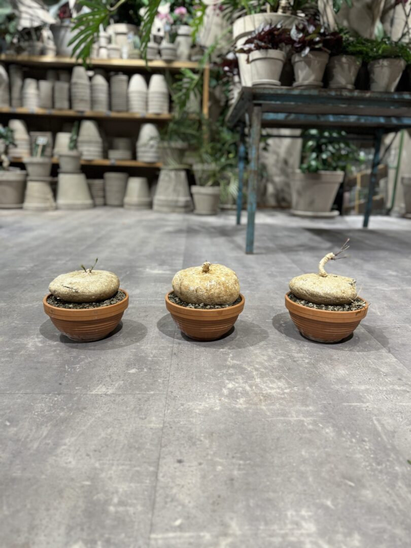 Raphionacme Burkei - Happyflower-dk