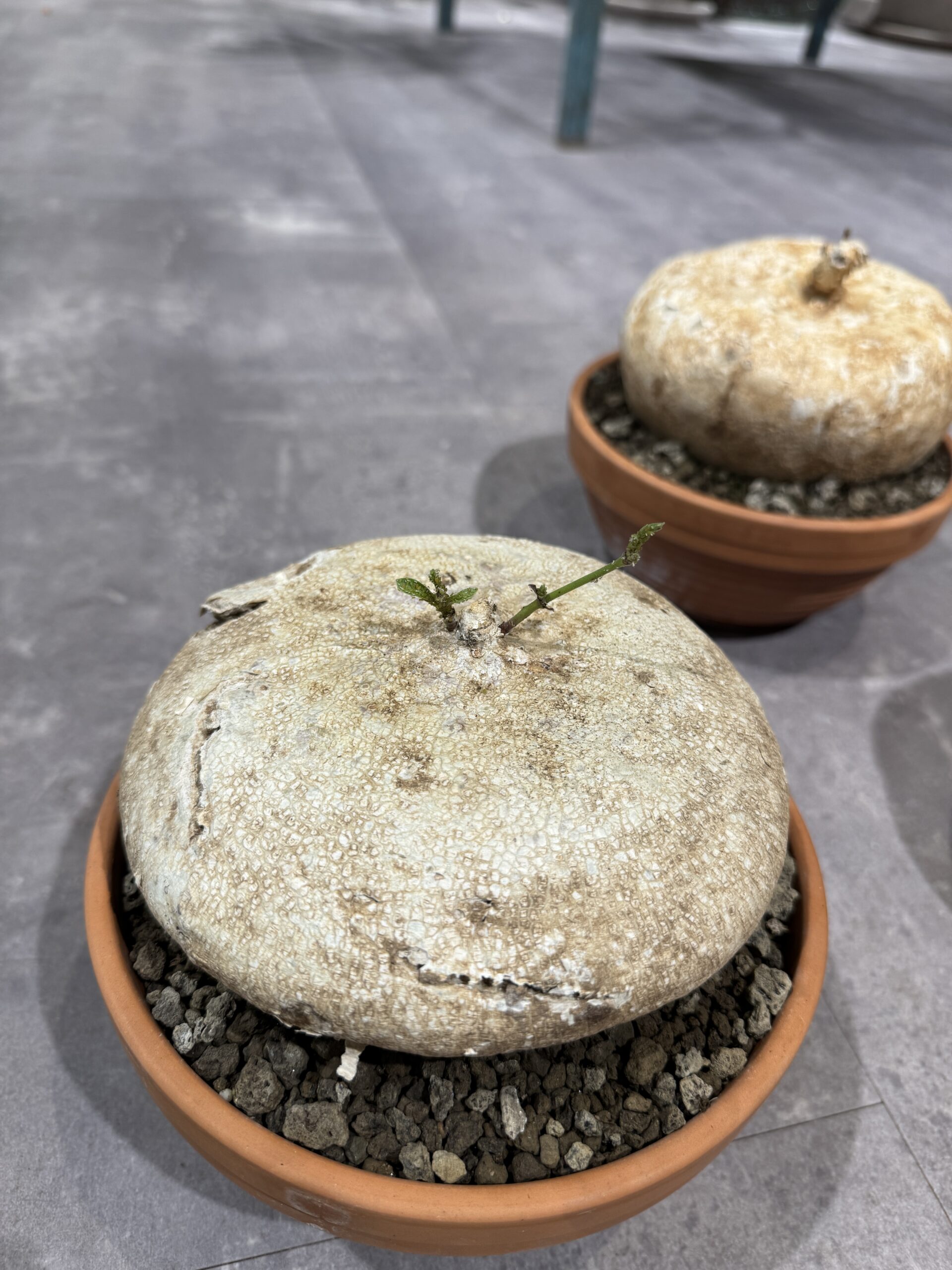 Raphionacme Burkei - Knoldplante - Happyflower-dk