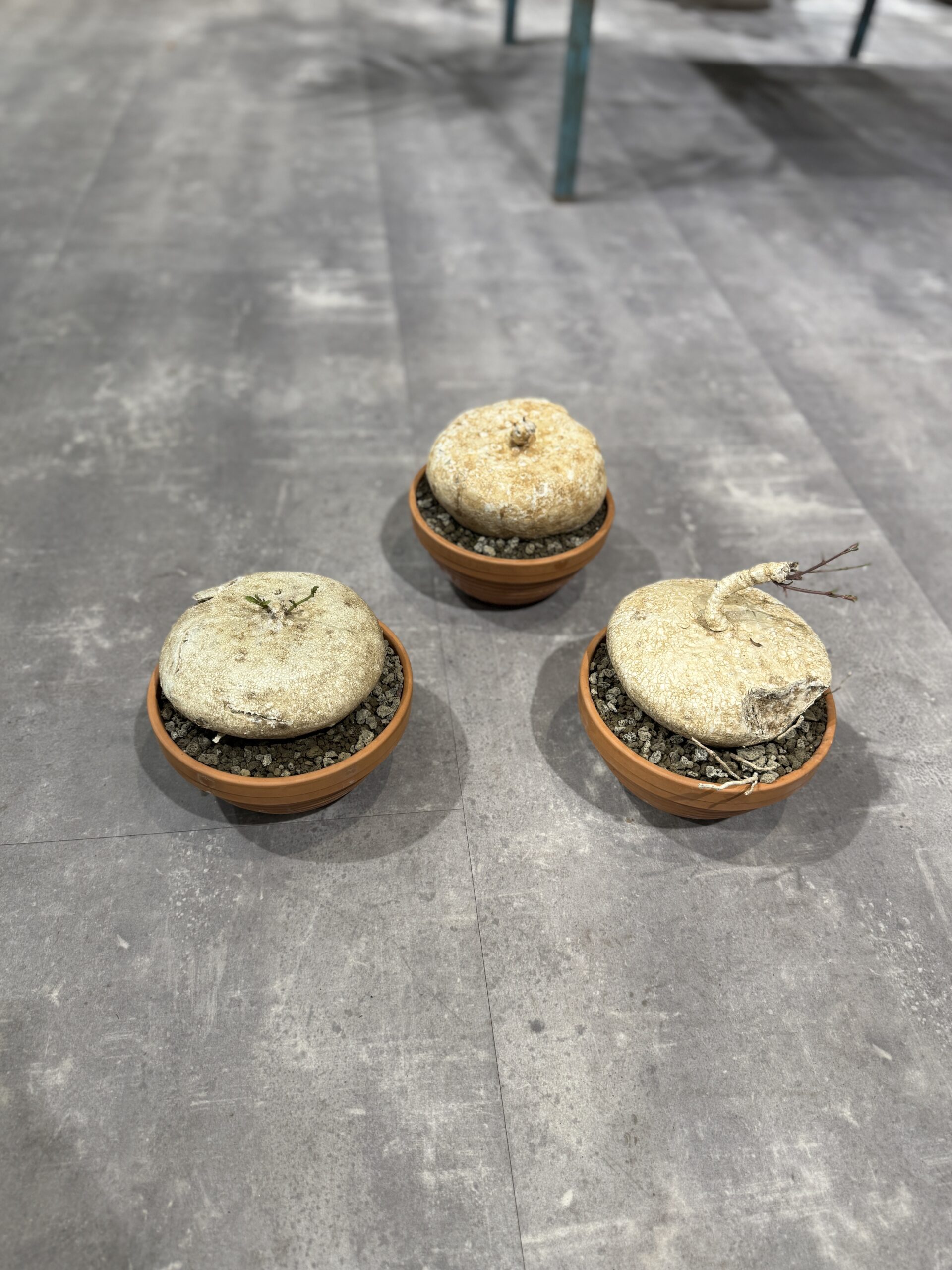 Raphionacme Burkei - Knoldplanter - Happyflower-dk