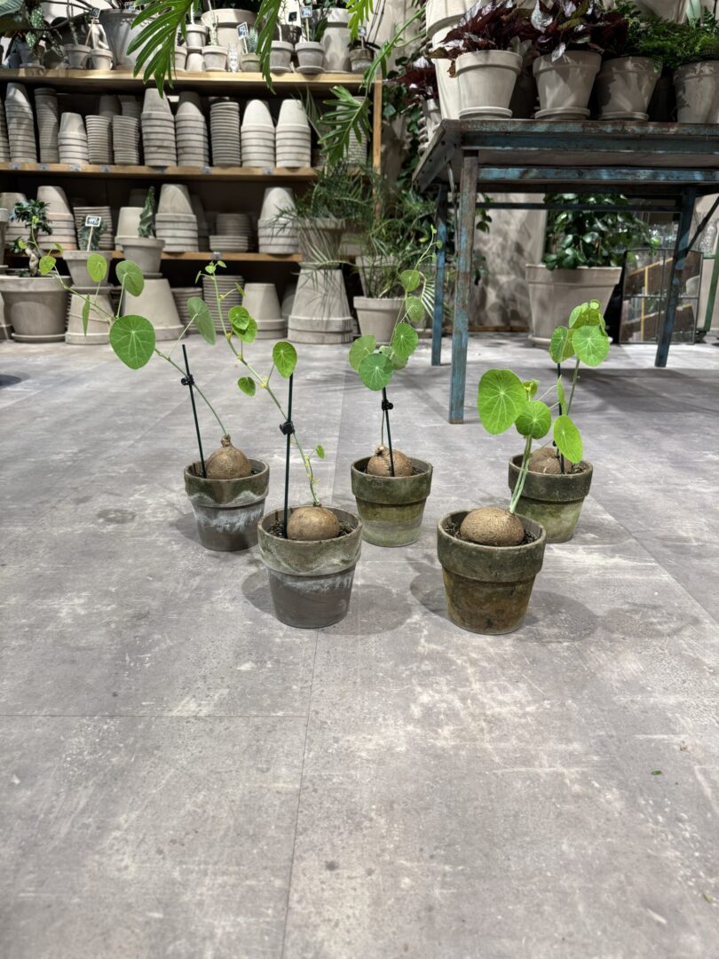 Stephania Erecta - Happyflower-dk