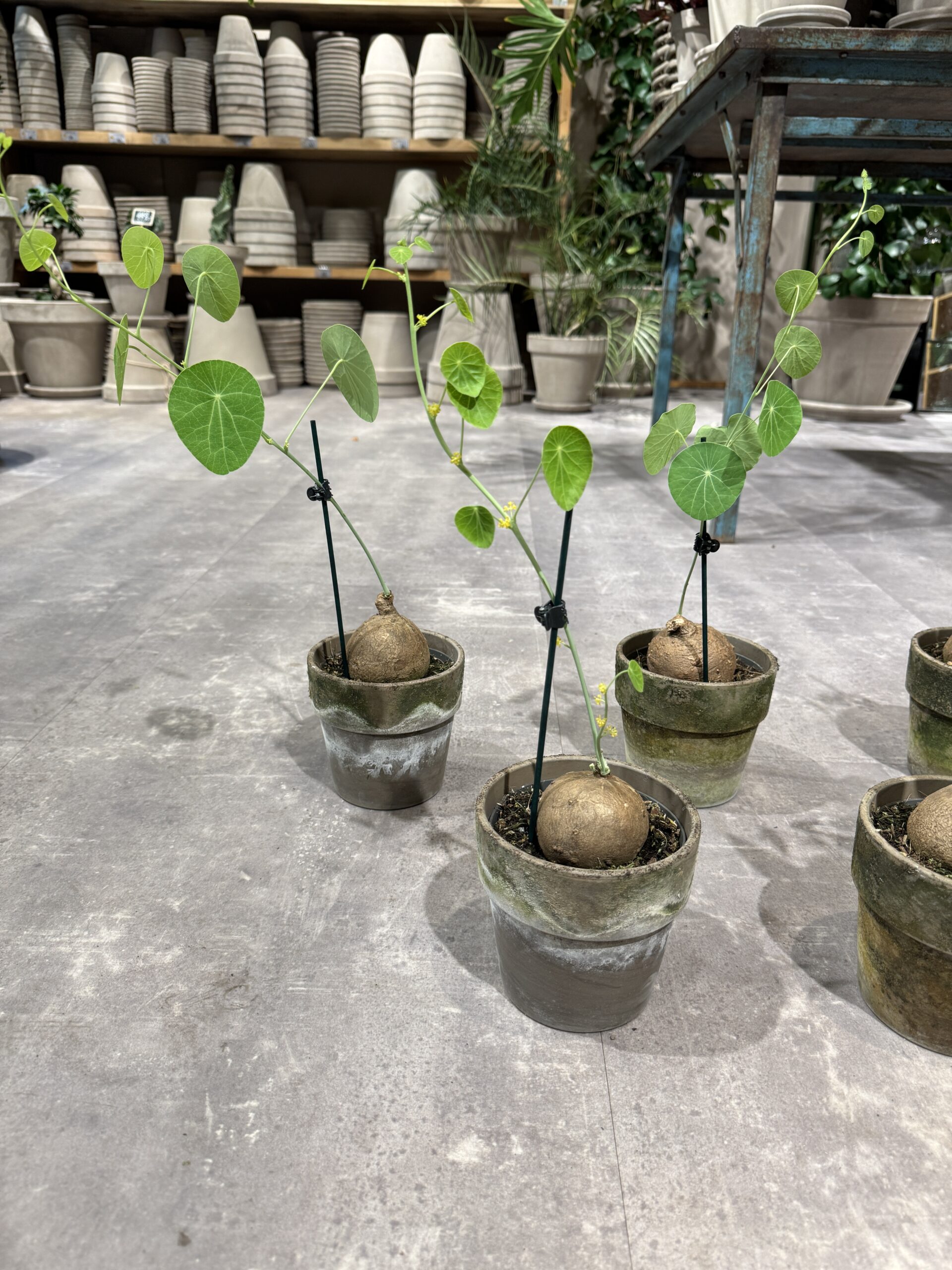 Stephania Erecta - Knoldplante - Happyflower-dk