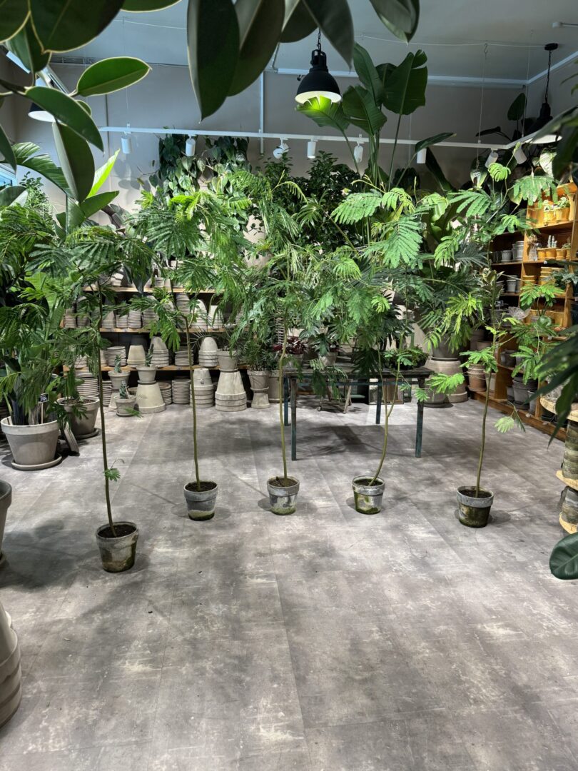 Sovetræ 180-200 cm. - Happyflower-dk