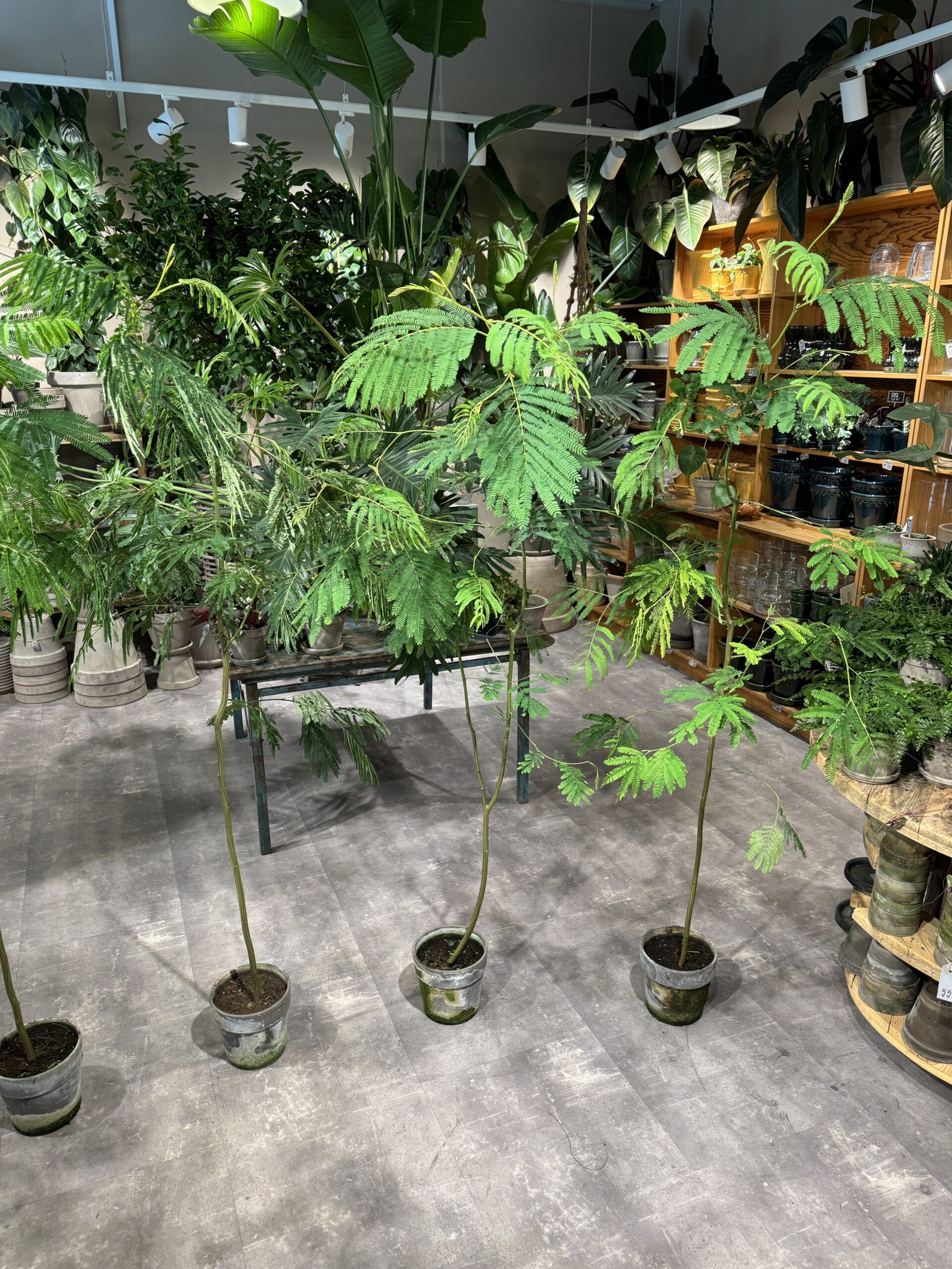 Sovetræ 180-200 cm. - Køb sovetræ - Happyflower-dk