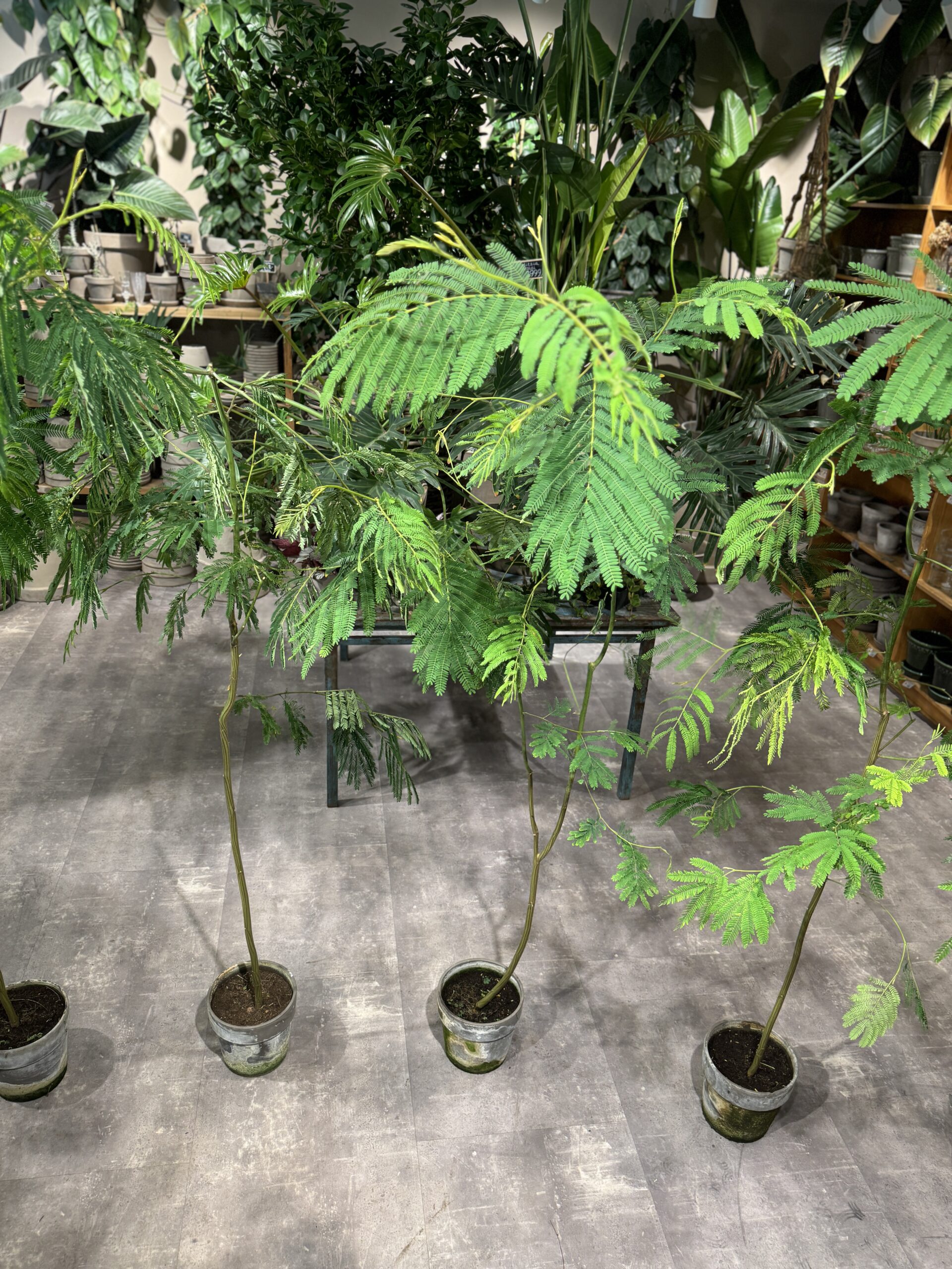 Sovetræ 180-200 cm. - Sovetræ blade - Happyflower-dk