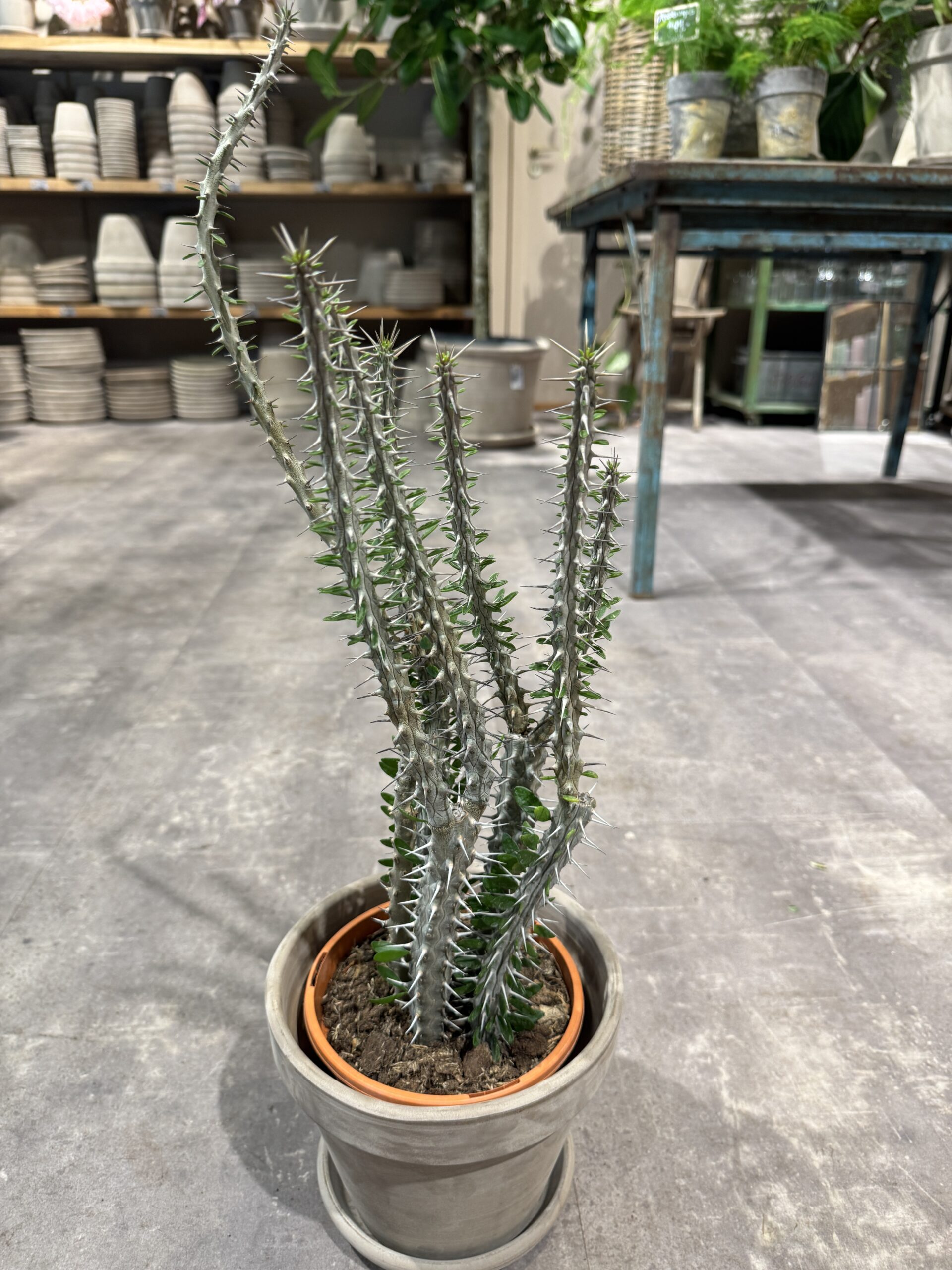 Alluaudia 50 cm. blad - Happyflower-dk