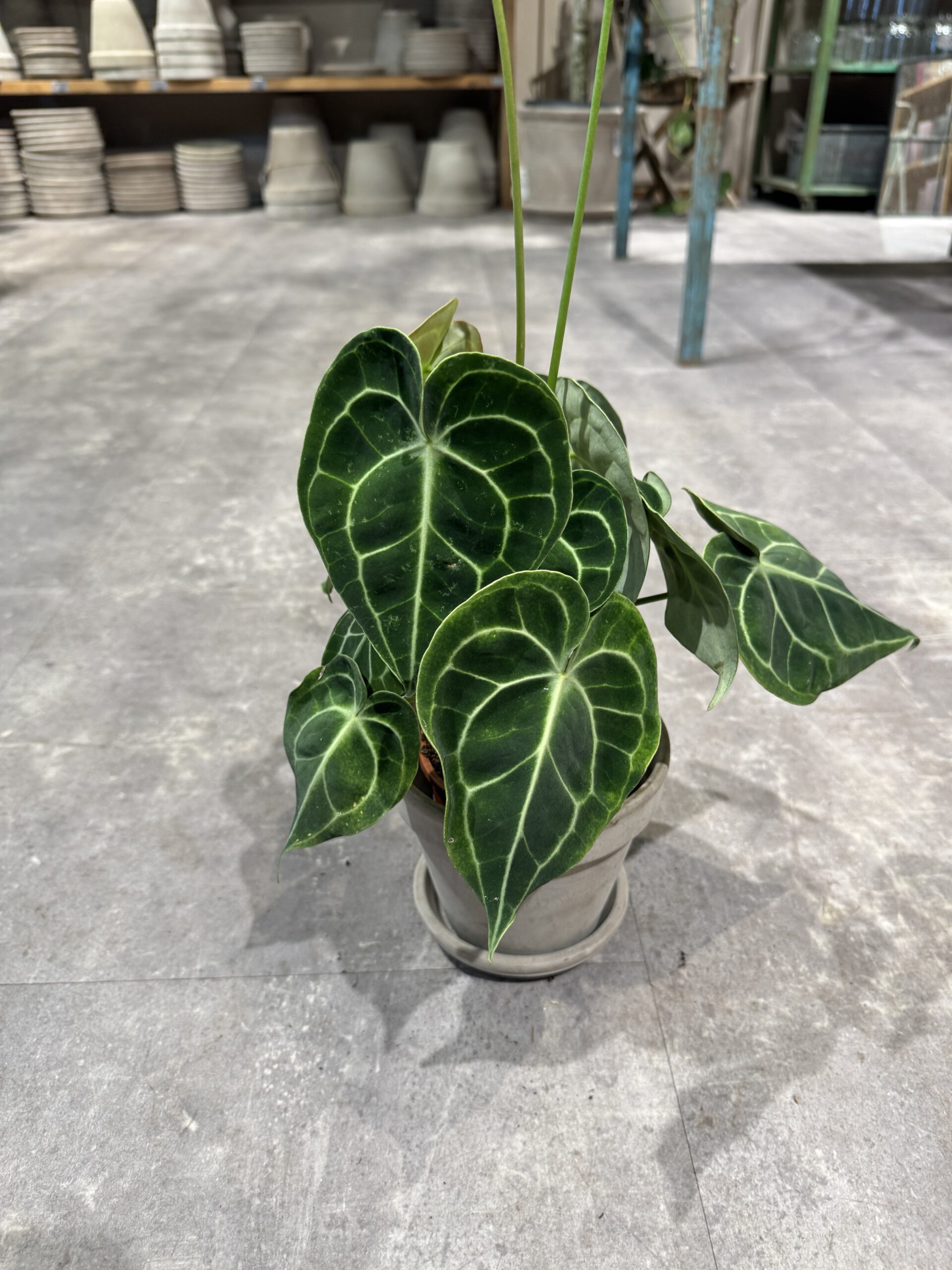 Anthurium blad - Happyflower-dk