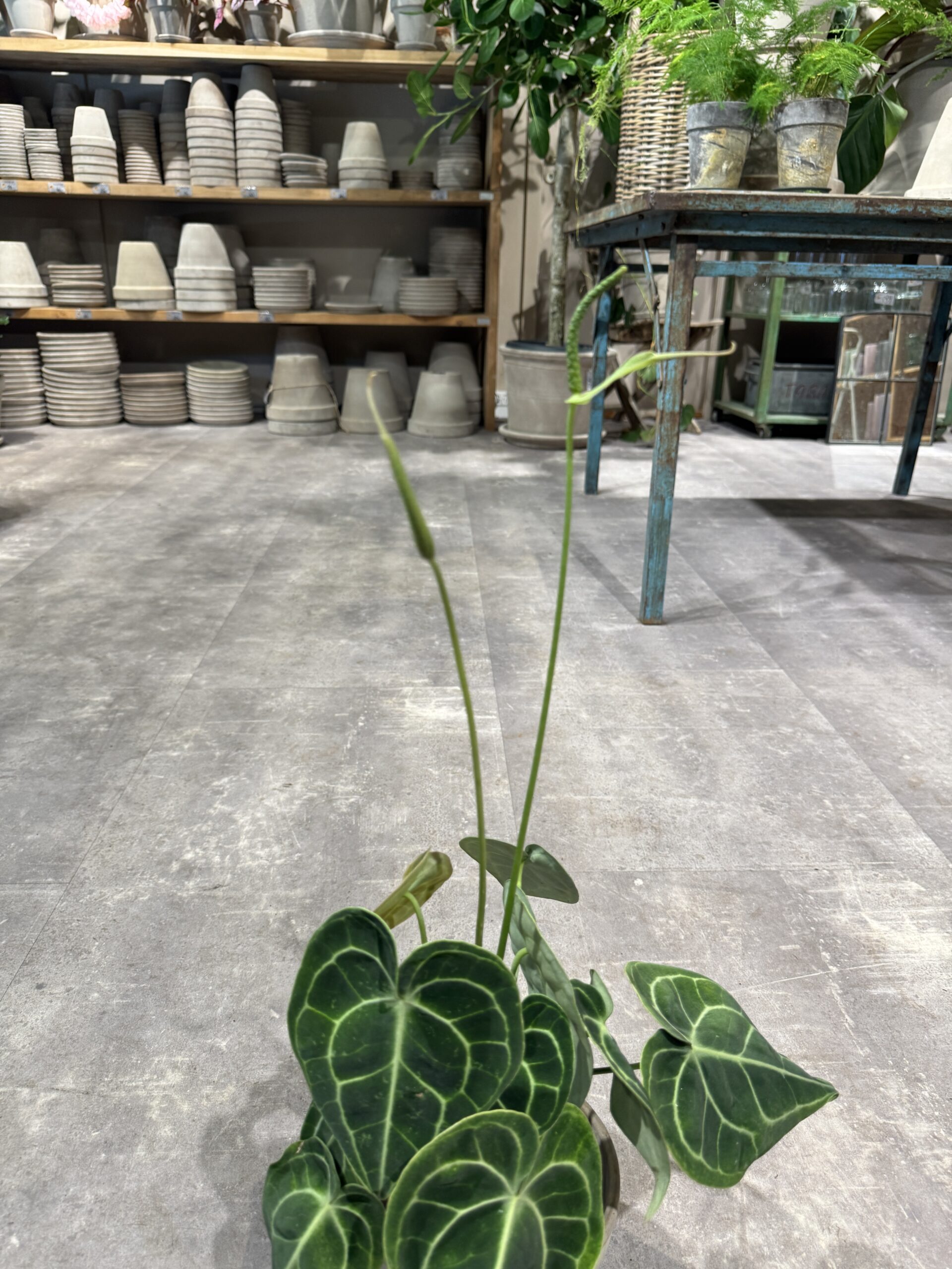 Anthurium blomst - Happyflower-dk