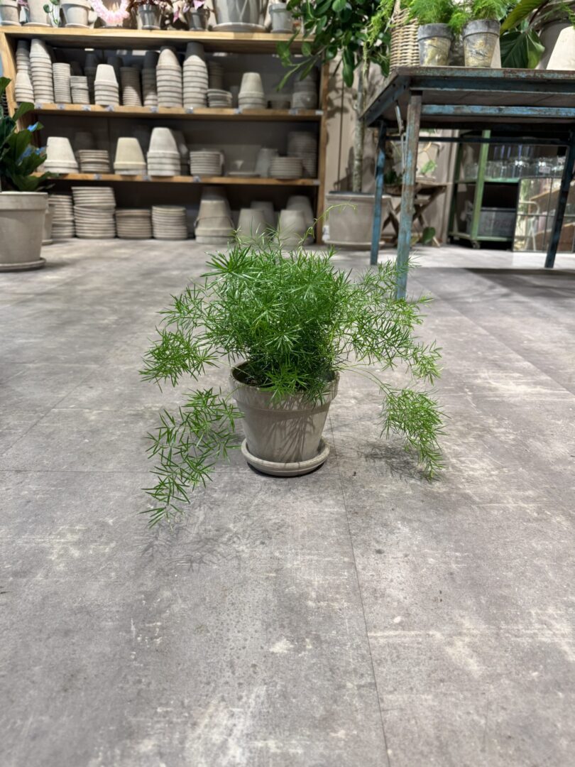Asparagus Sprengeri - Happyflower-dk