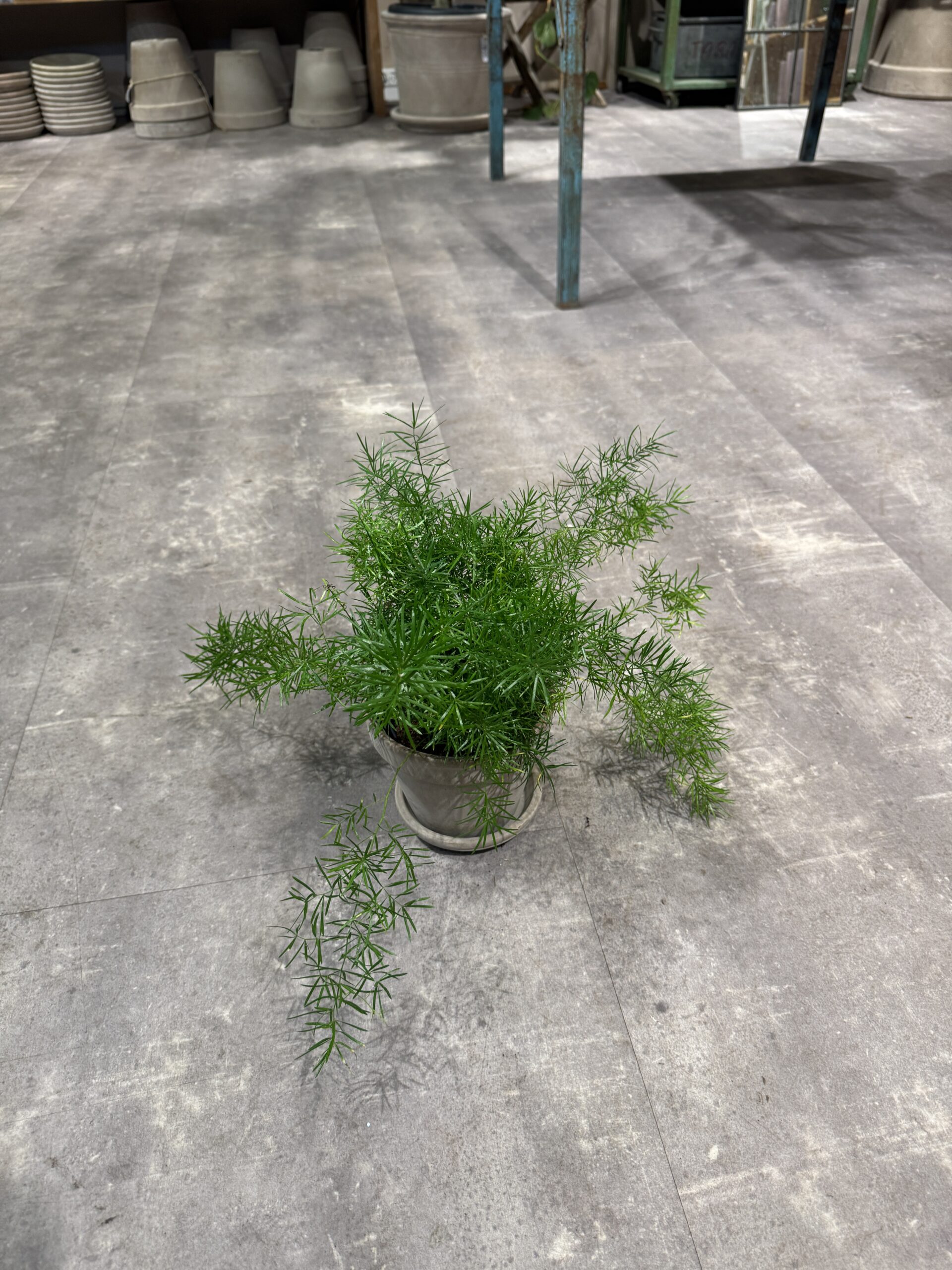 Asparagus Sprengeri blad - Happyflower-dk