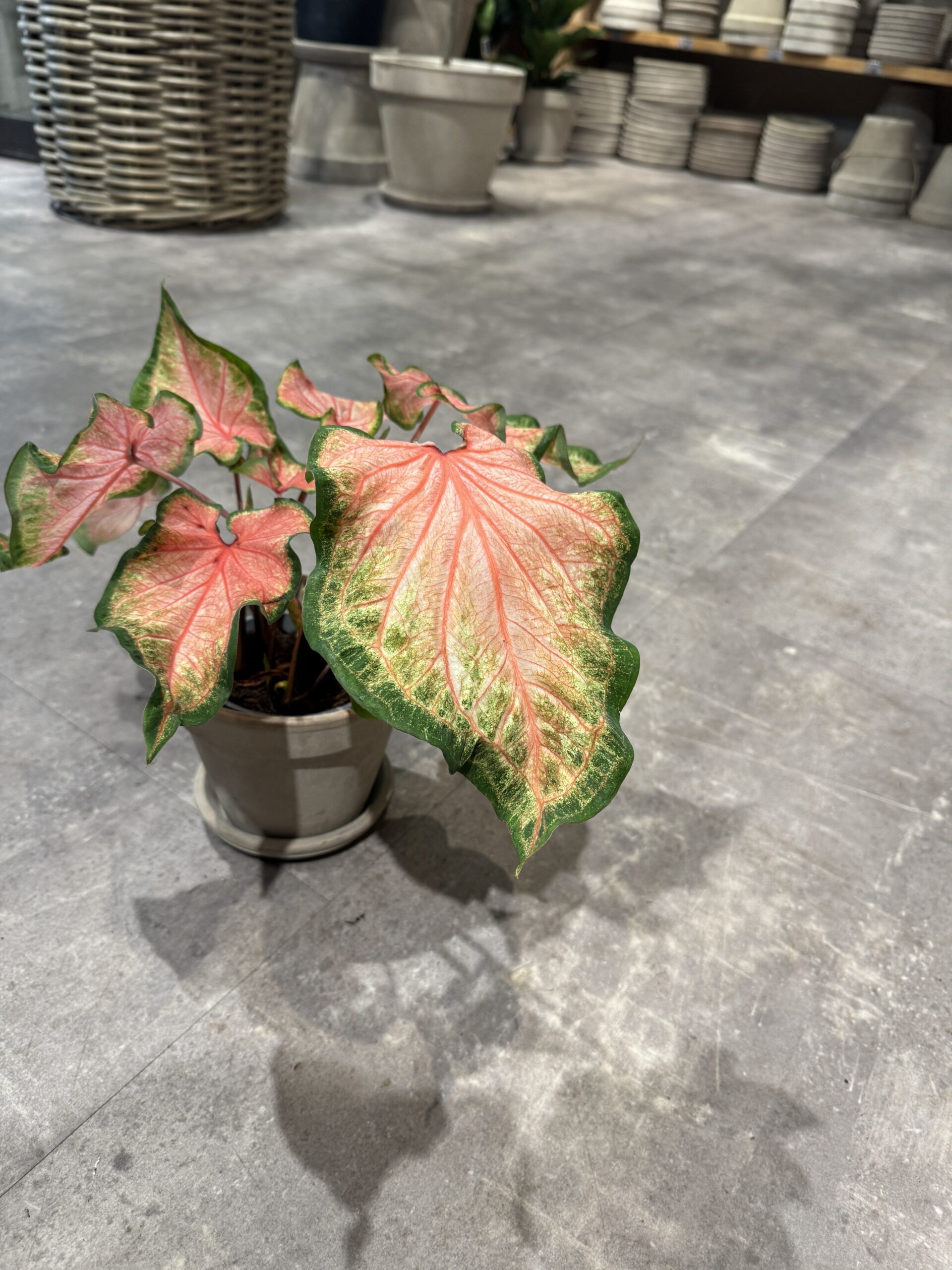 Caladium - Køb stueplanter - Happyflower-dk