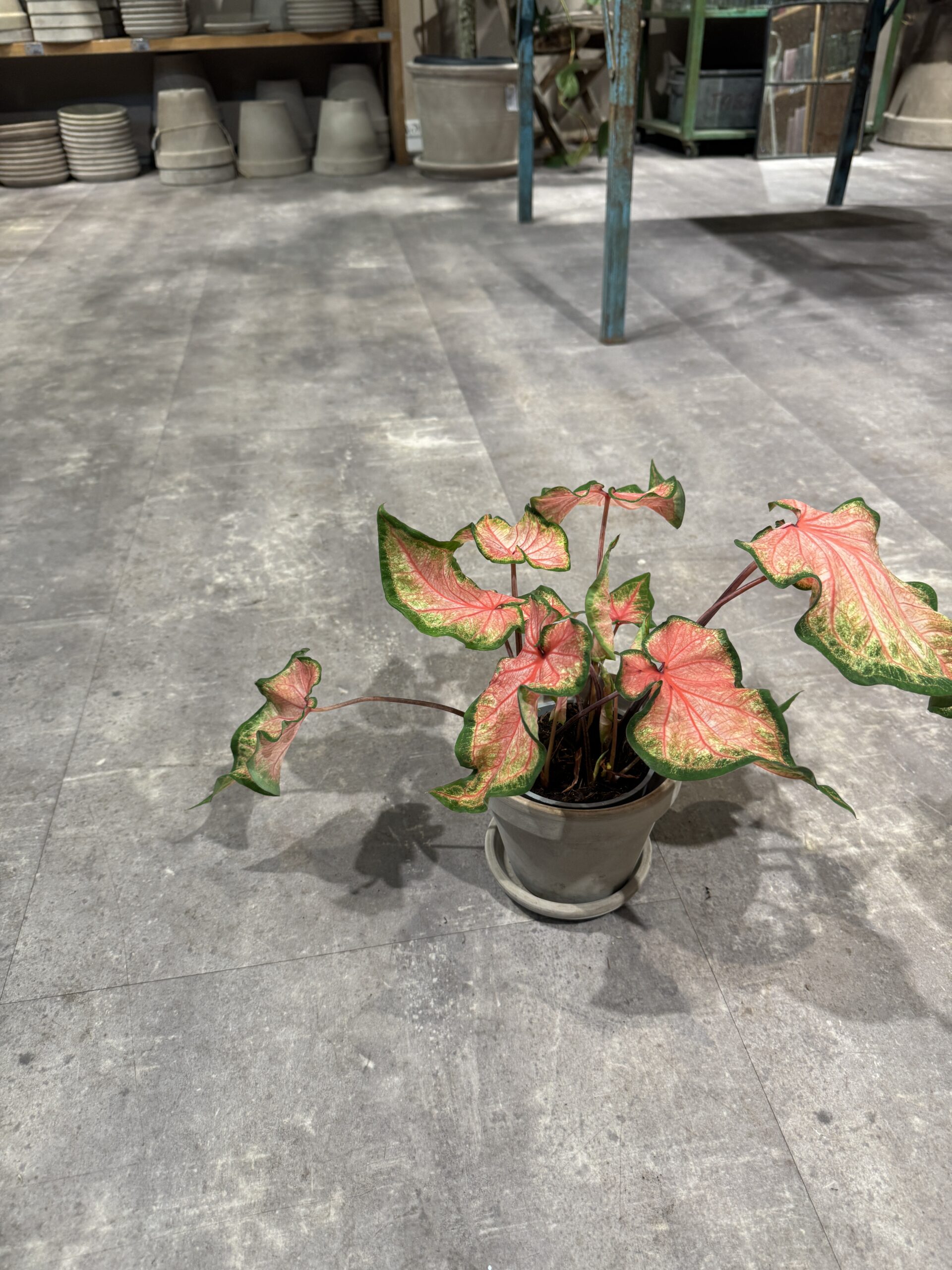 Caladium blade - Happyflower-dk