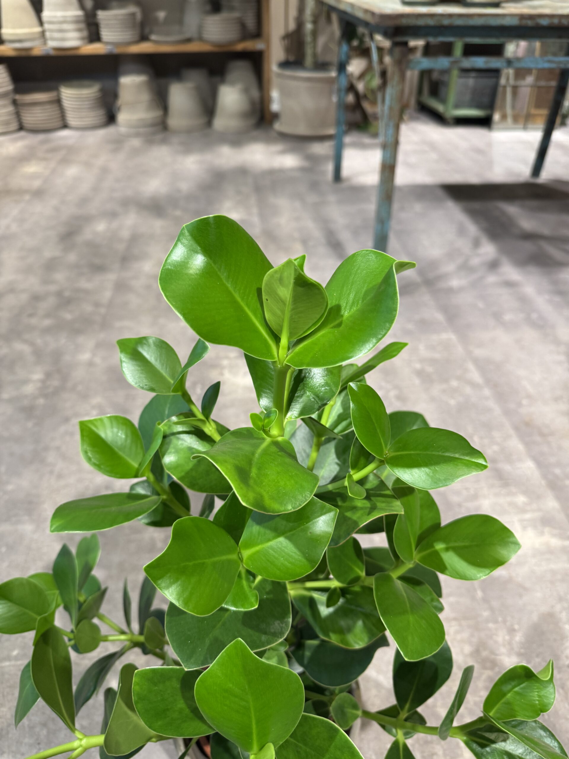 Clusia - Clusia blad - Happyflower-dk