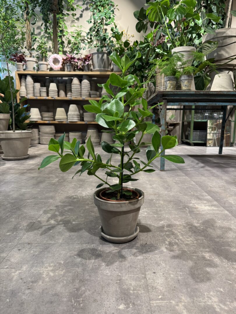 Clusia - Happyflower-dk