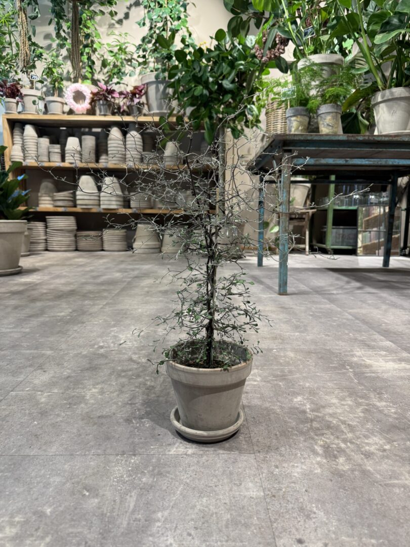 Corokia (Spøgelsestræ) - Happyflower-dk