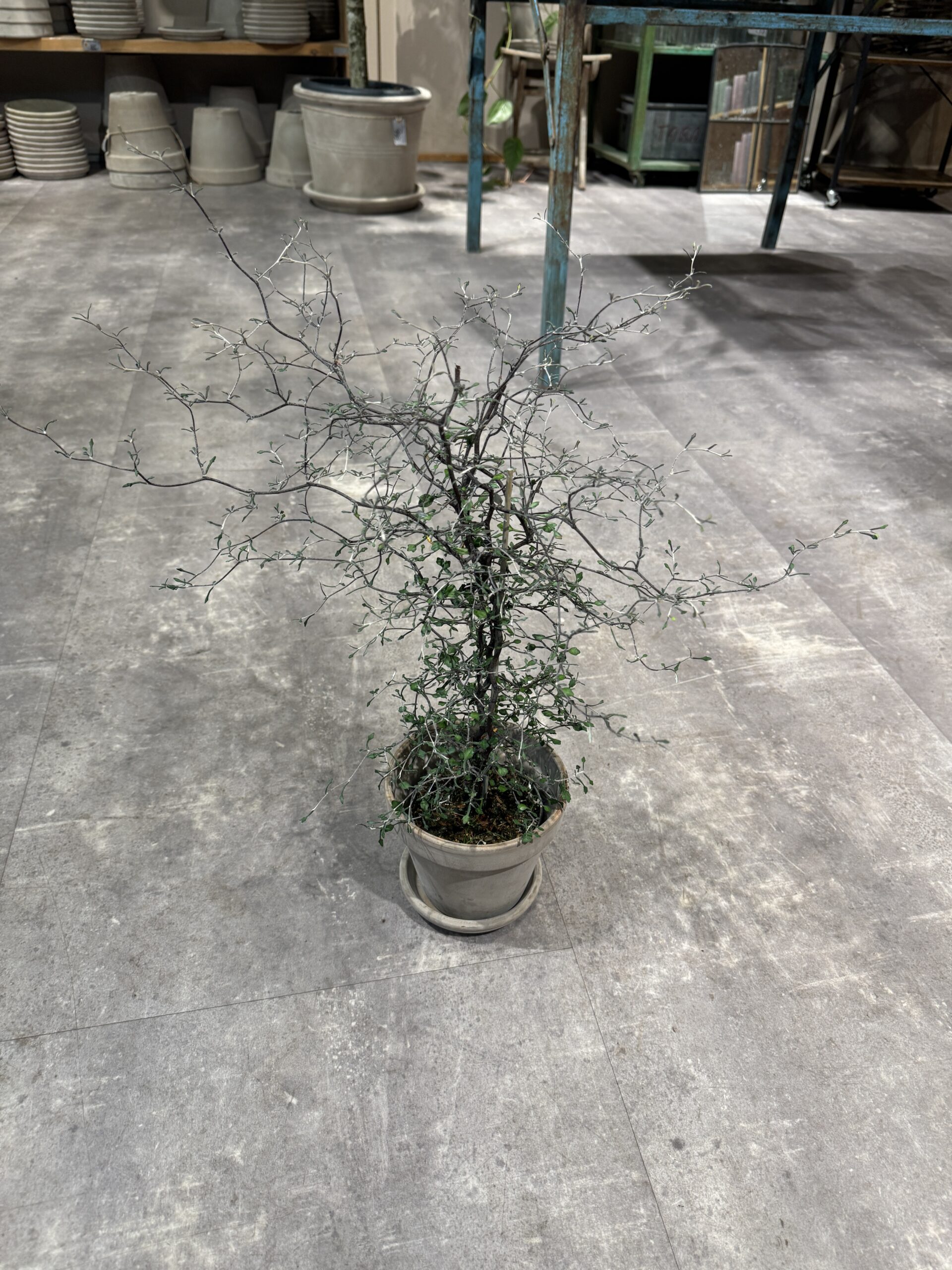 Corokia (Spøgelsestræ) blade - Happyflower-dk