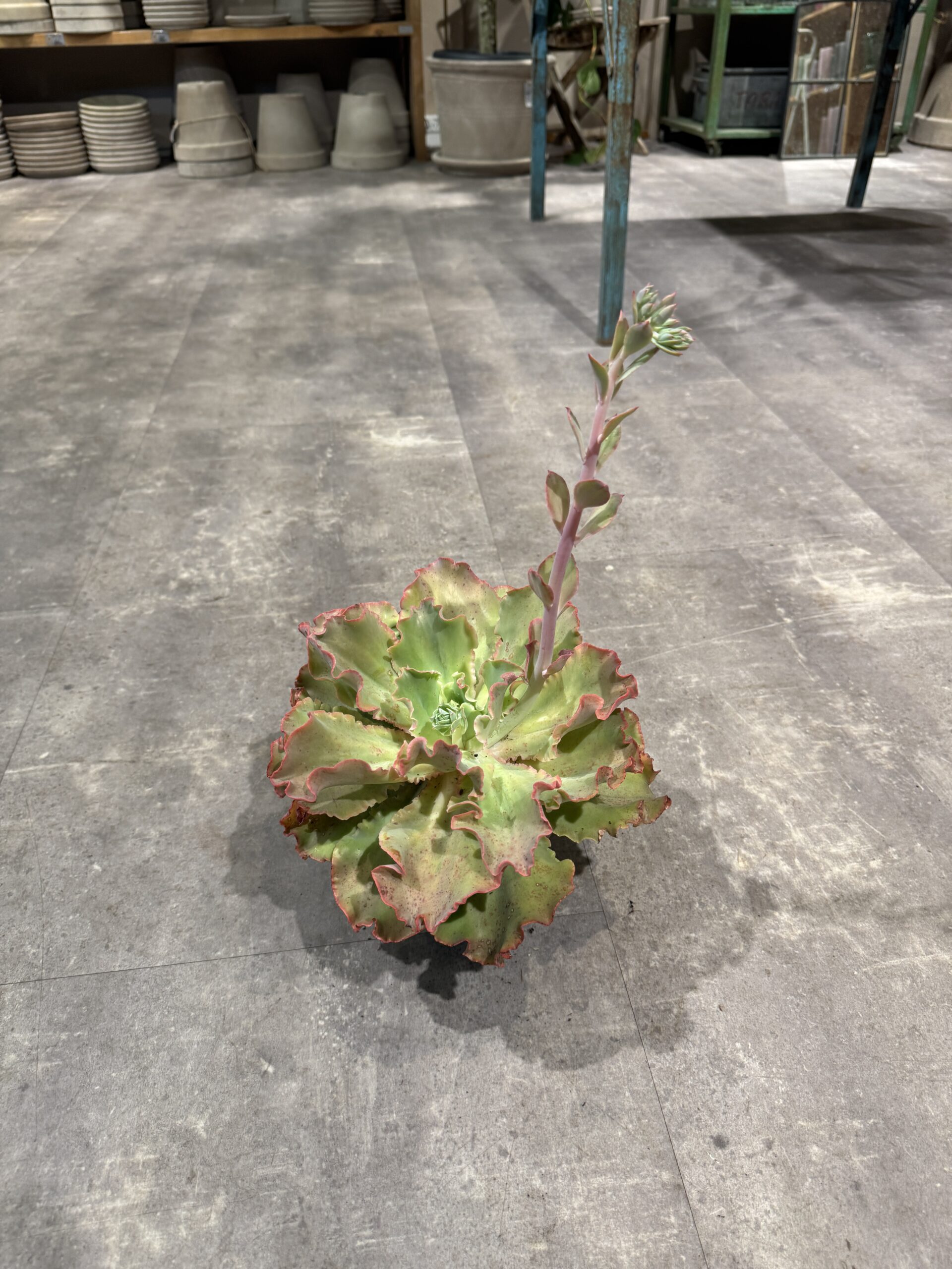 Echeveria blad - Happyflower-dk