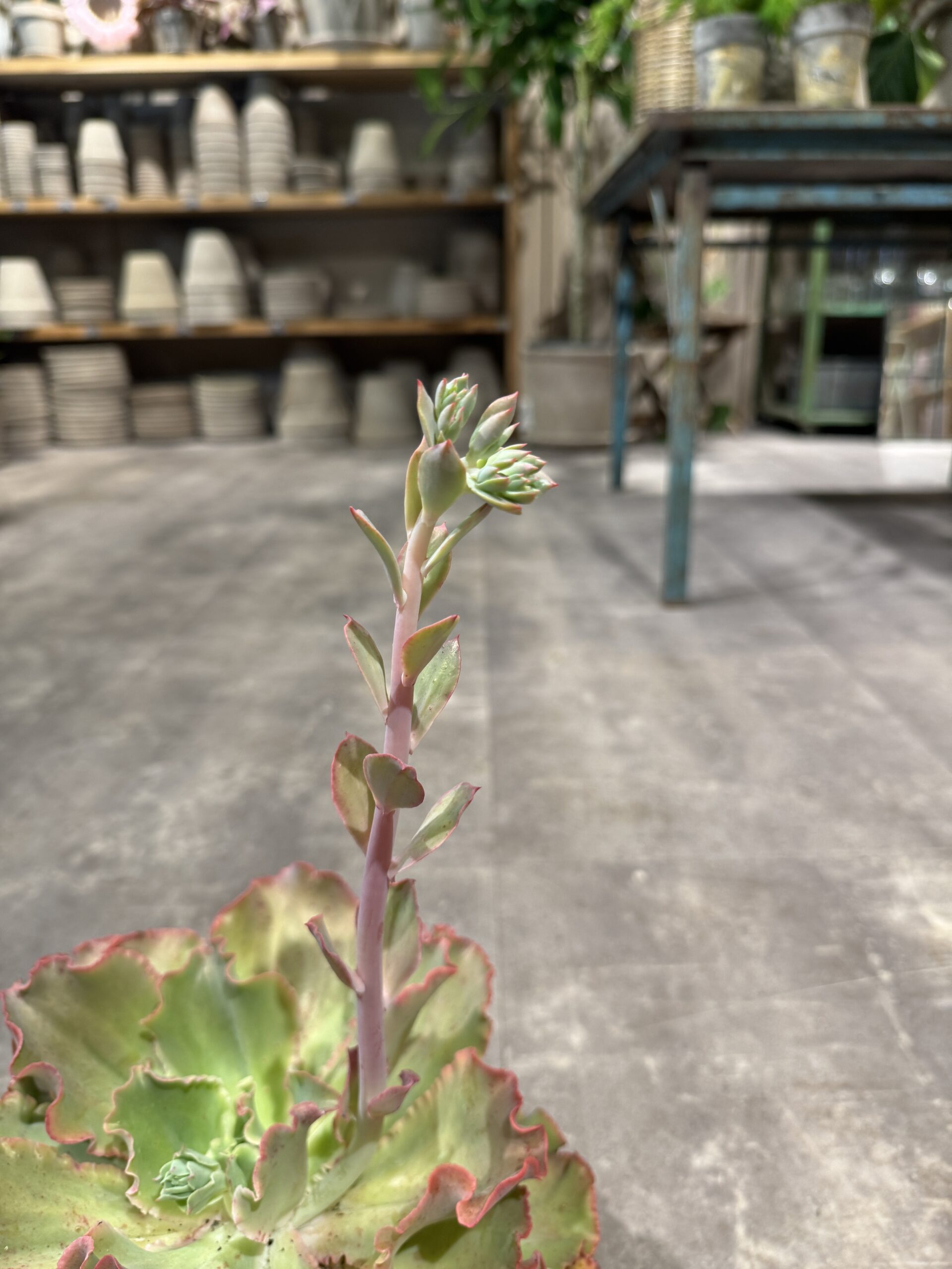 Echeveria blomst - Happyflower-dk