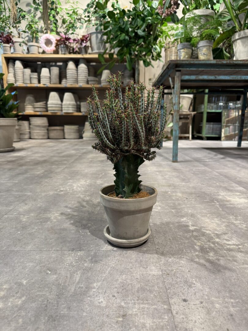 Euphorbia - Happyflower-dk