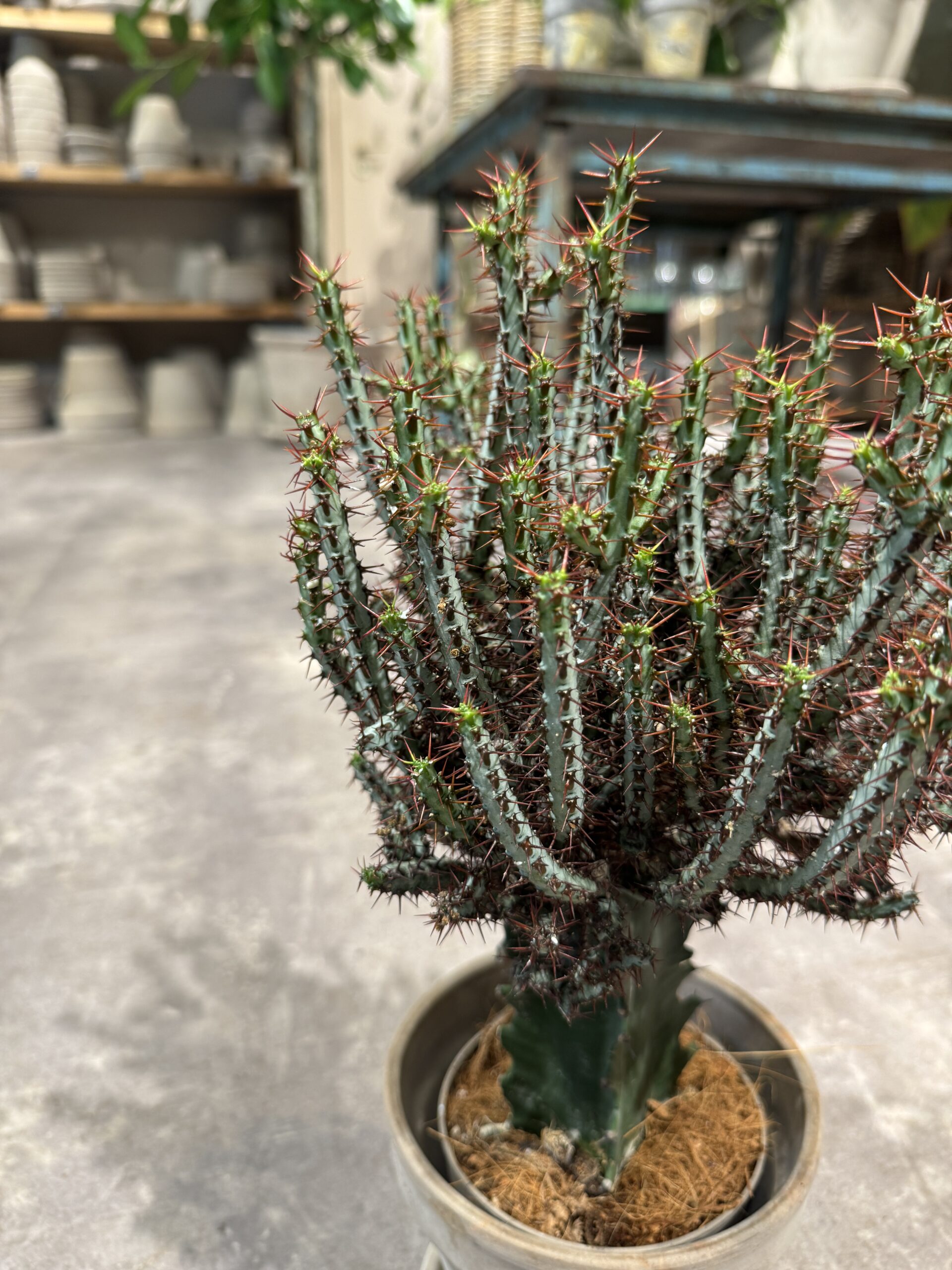 Euphorbia blade - Happyflower-dk