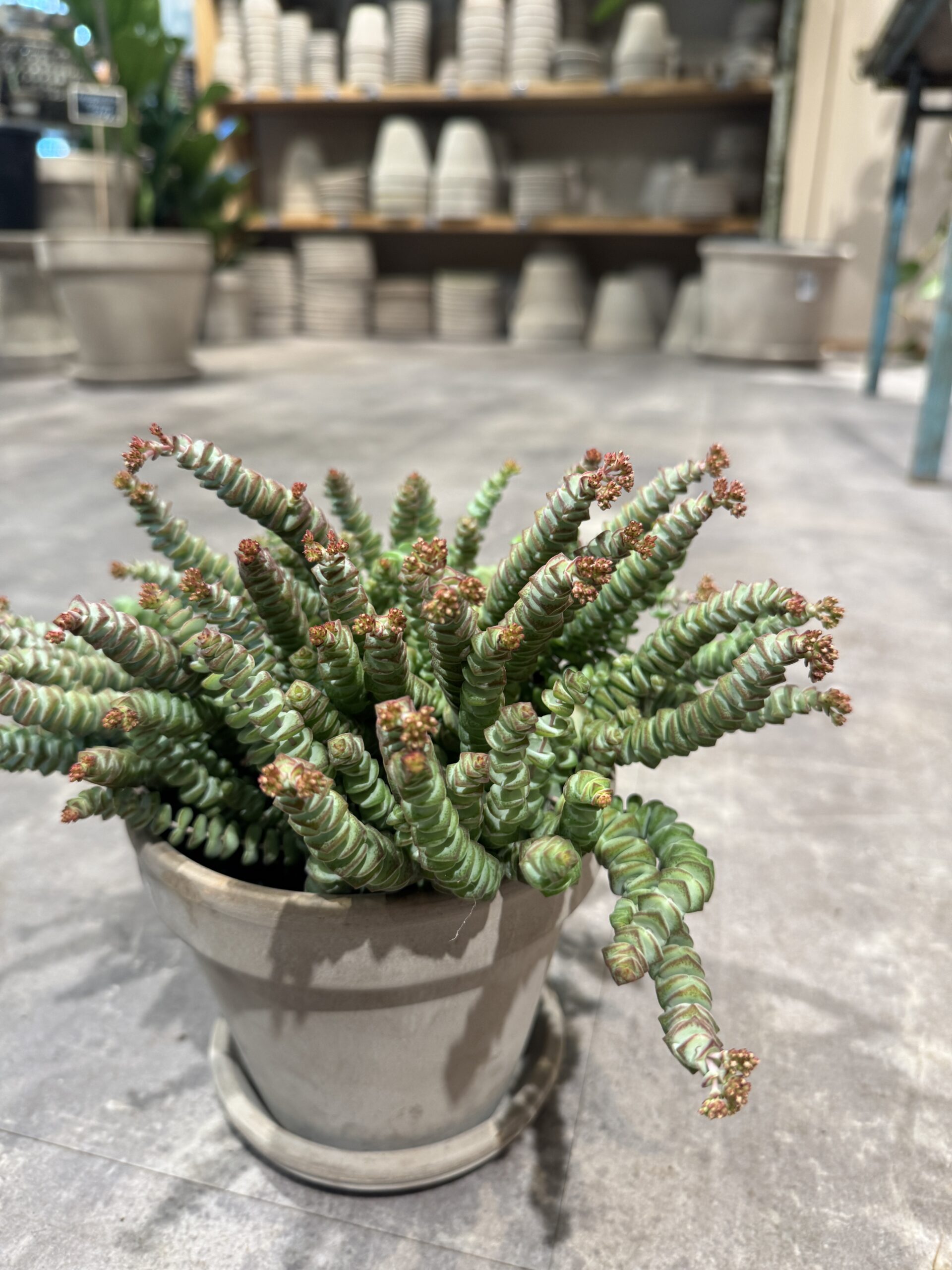 Hottentot (crassula) blade - Happyflower-dk