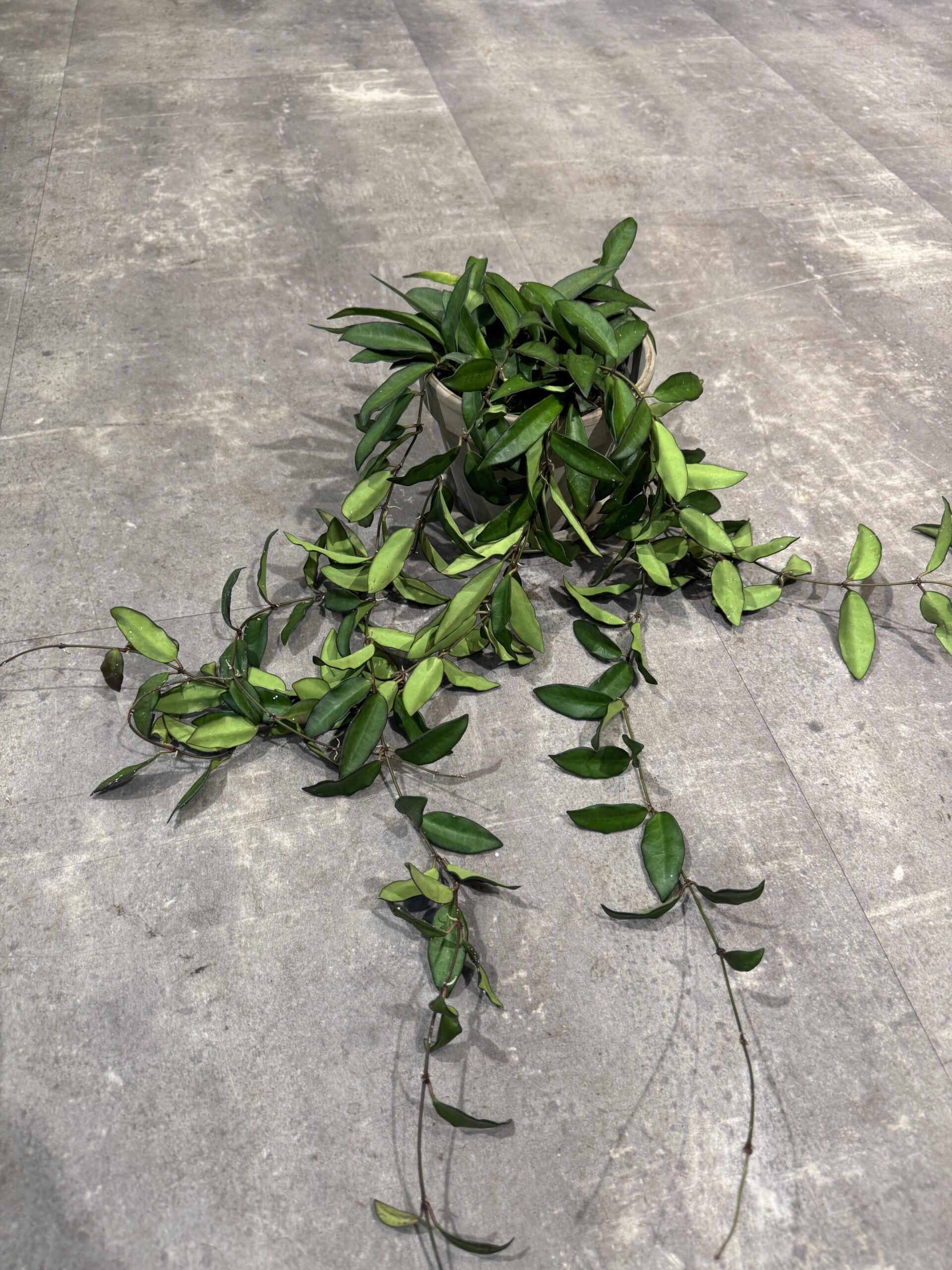 Hoya blade - Happyflower-dk