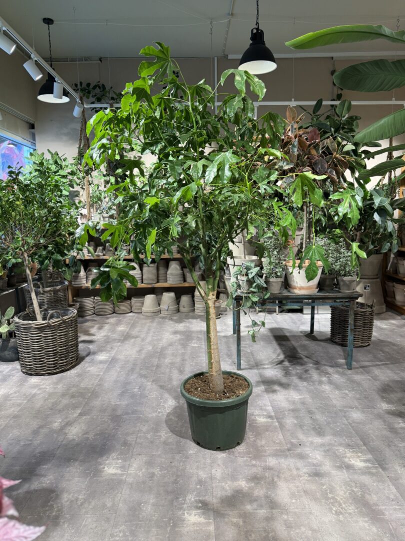 Kærlighedstræ 240 cm. - Australsk Kærlighedstræ - Happyflower-dk