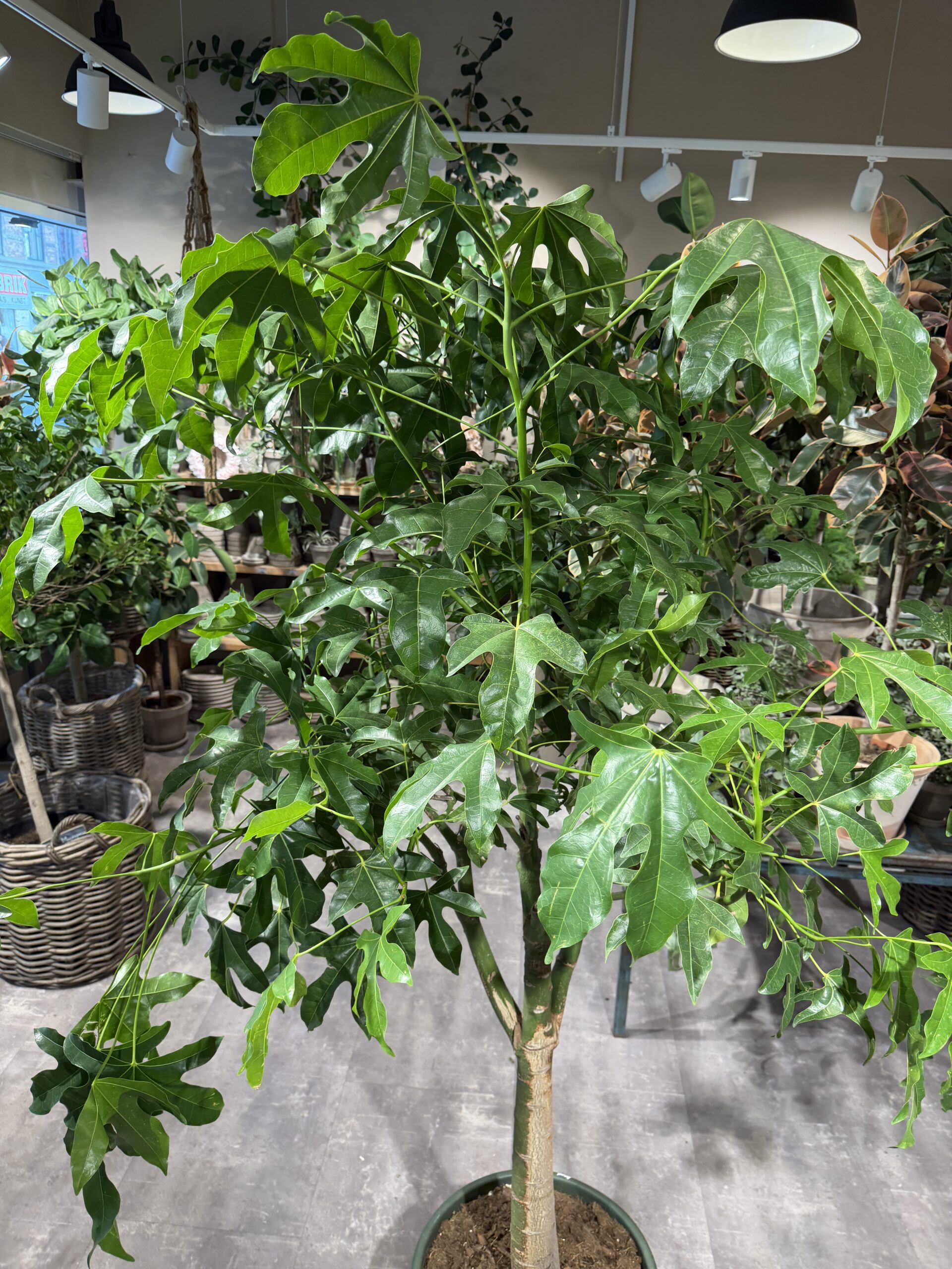 Kærlighedstræ 240 cm. blade - Australsk Kærlighedstræ - Happyflower-dk