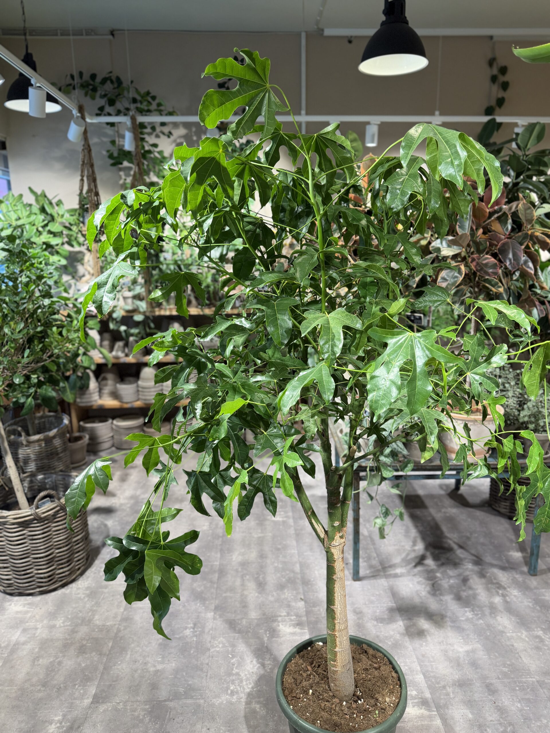 Kærlighedstræ 240 cm. krone - Australsk Kærlighedstræ - Happyflower-dk