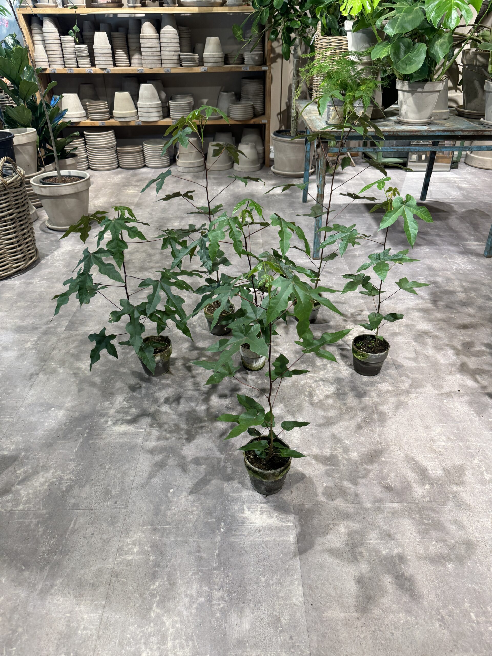 Kærlighedstræ 80-100 cm. - Australske Kærlighedstrær - Happyflower-dk Happyflower-dk