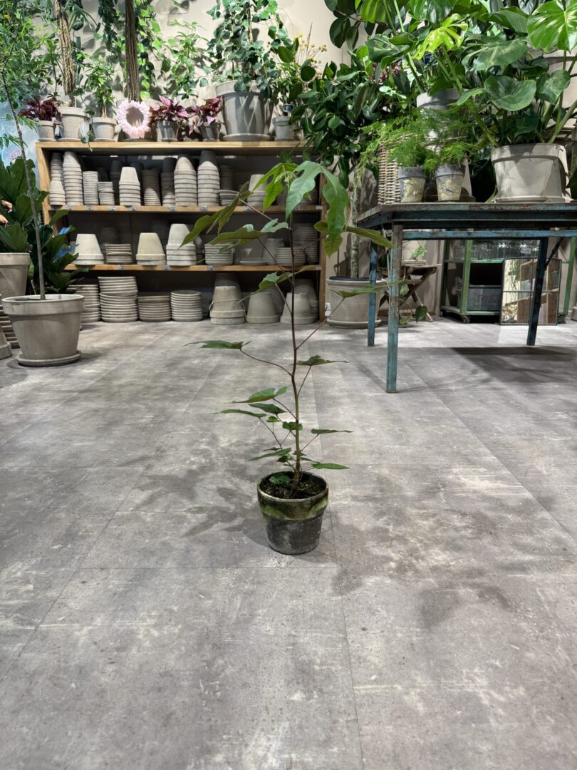 Kærlighedstræ 80-100 cm. - Australske kærlighedstræer - Happyflower-dk