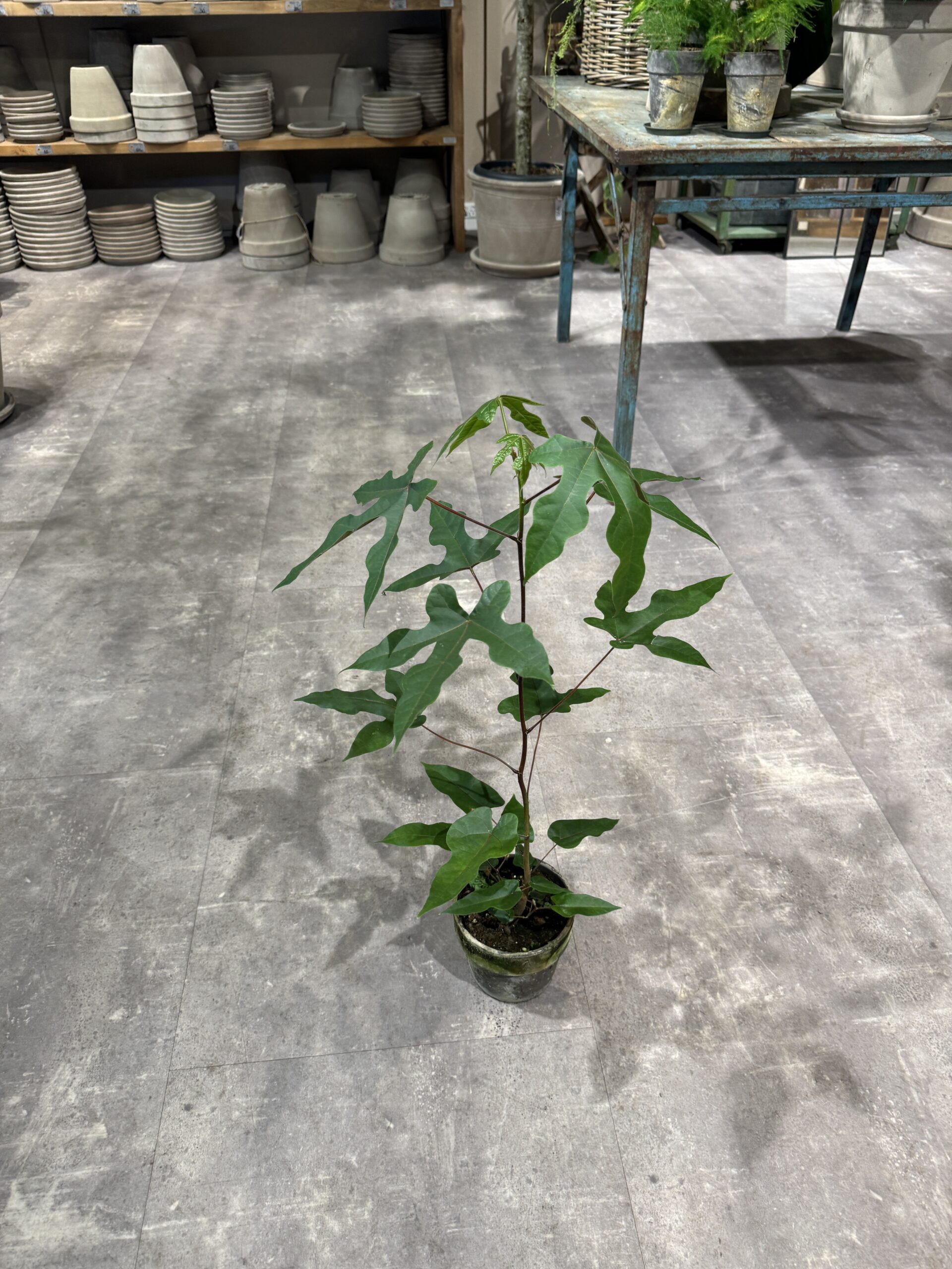 Kærlighedstræ 80-100 cm. - Køb Australsk Kærlighedstræ - Happyflower-dk