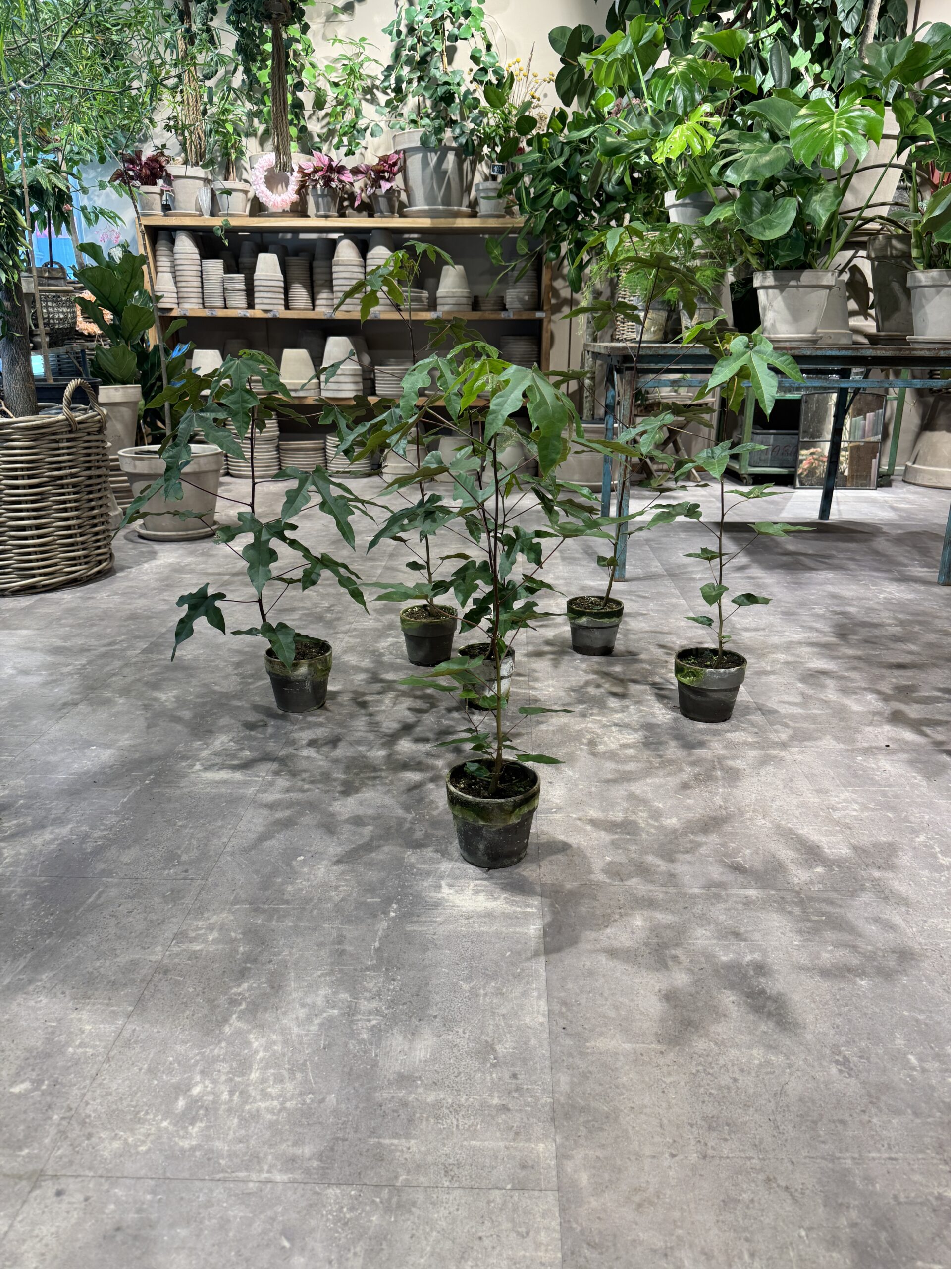 Kærlighedstræ 80-100 cm. - Køb australsk kærlighedstræ- Happyflower-dk