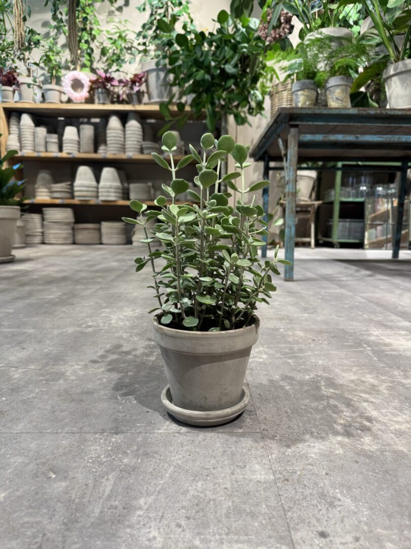 Kalanchoe - Happyflower-dk