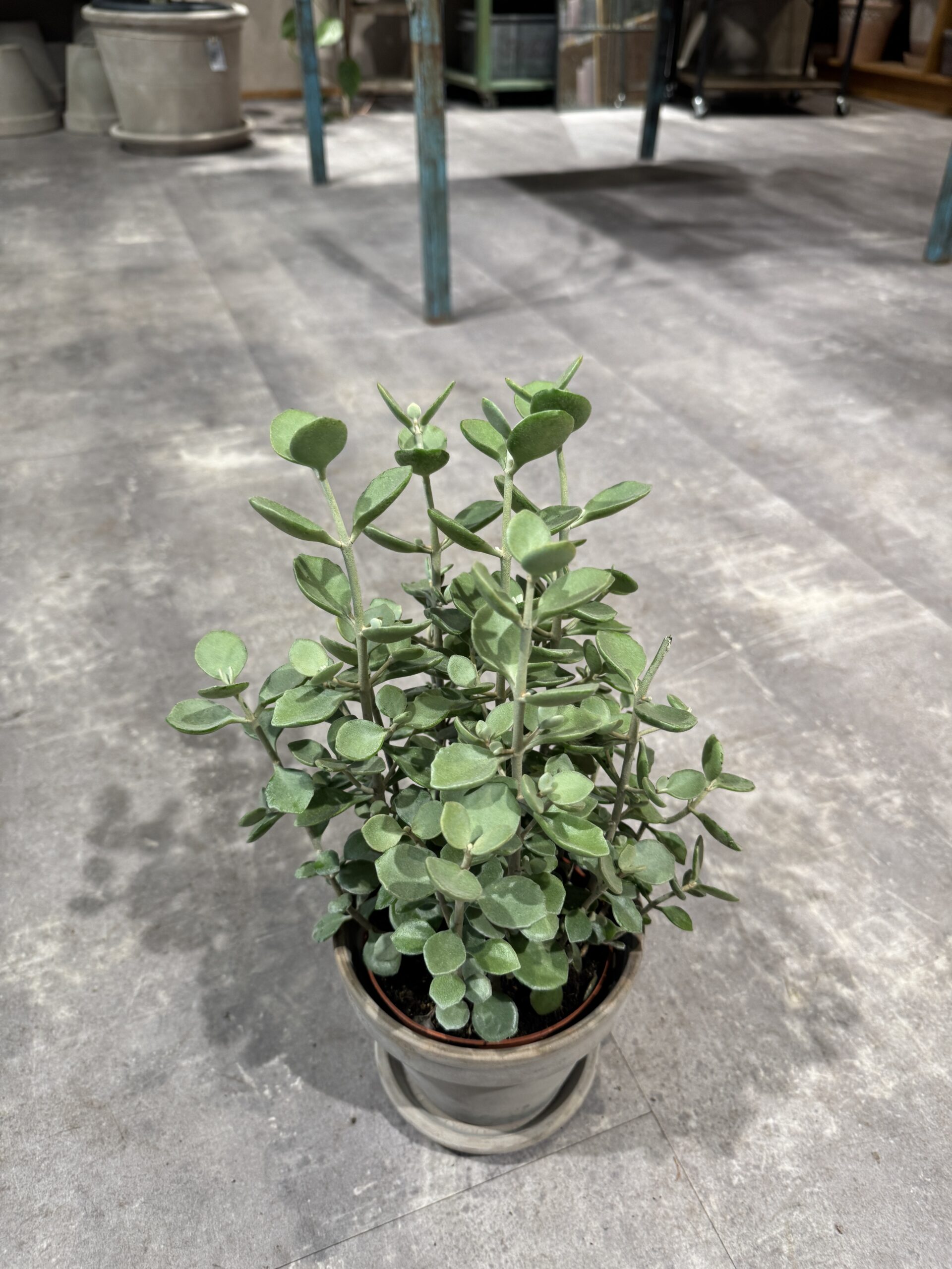 Kalanchoe blade - Happyflower-dk