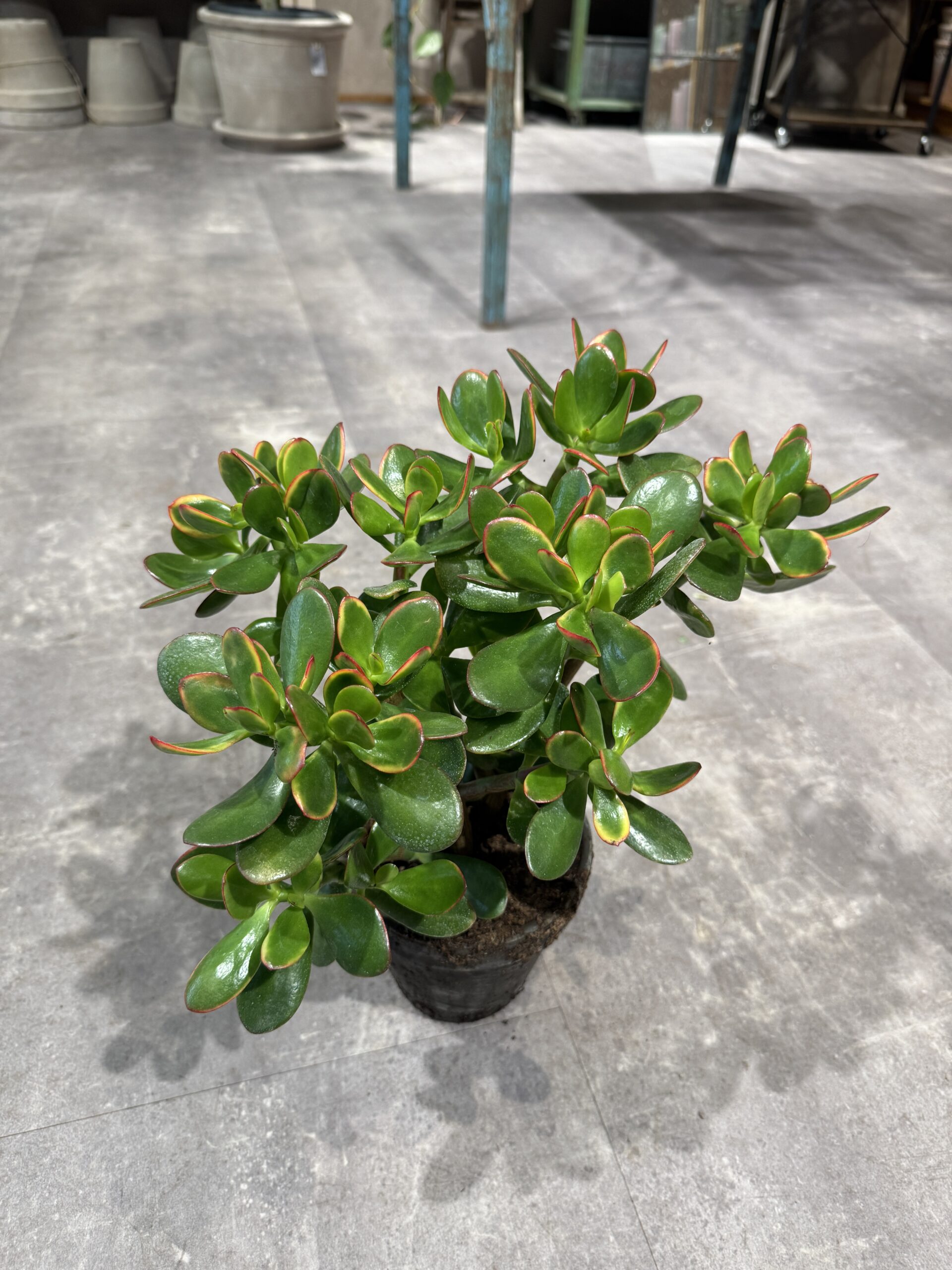 Paradistræ blad - Happyflower-dk