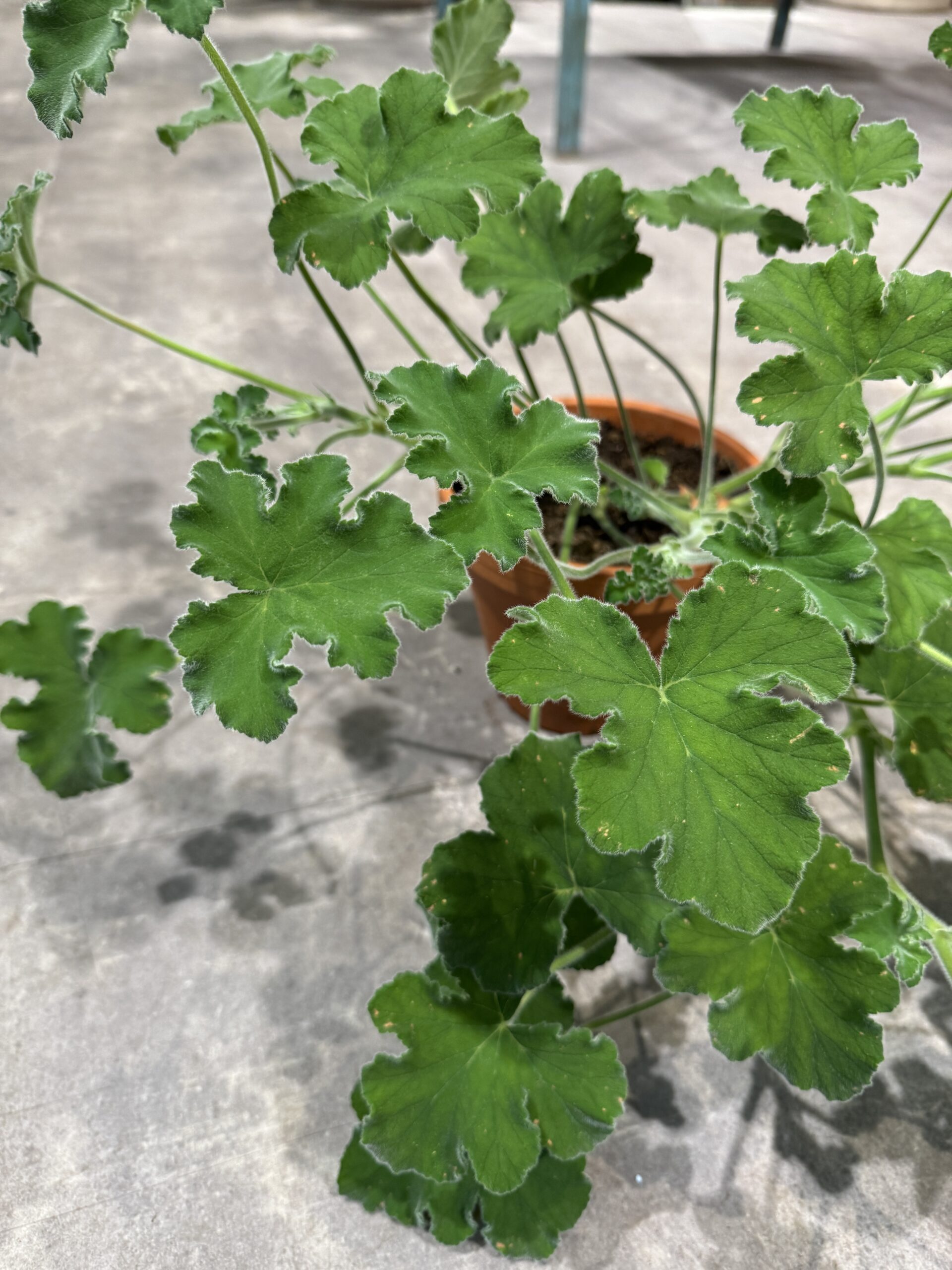 Pelargonium Tomentosum blade - Happyflower-dk