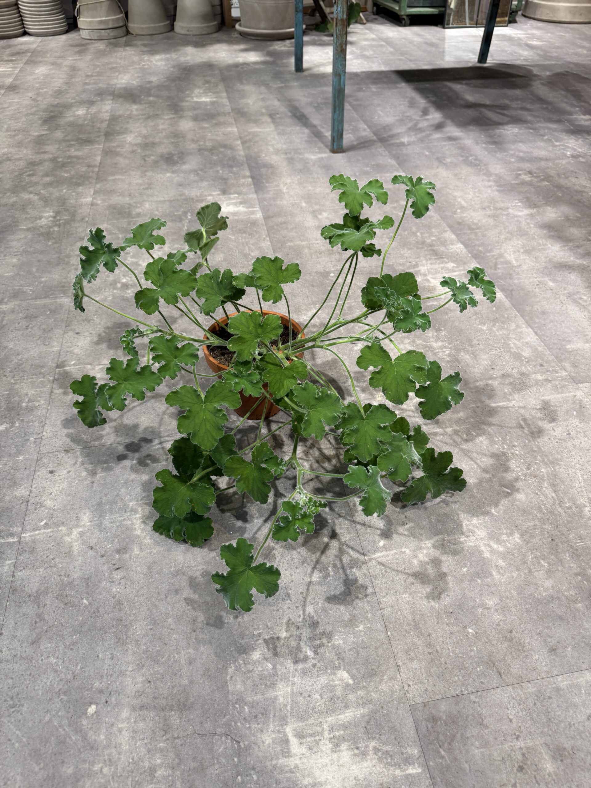 Pelargonium Tomentosum plante - Happyflower-dk