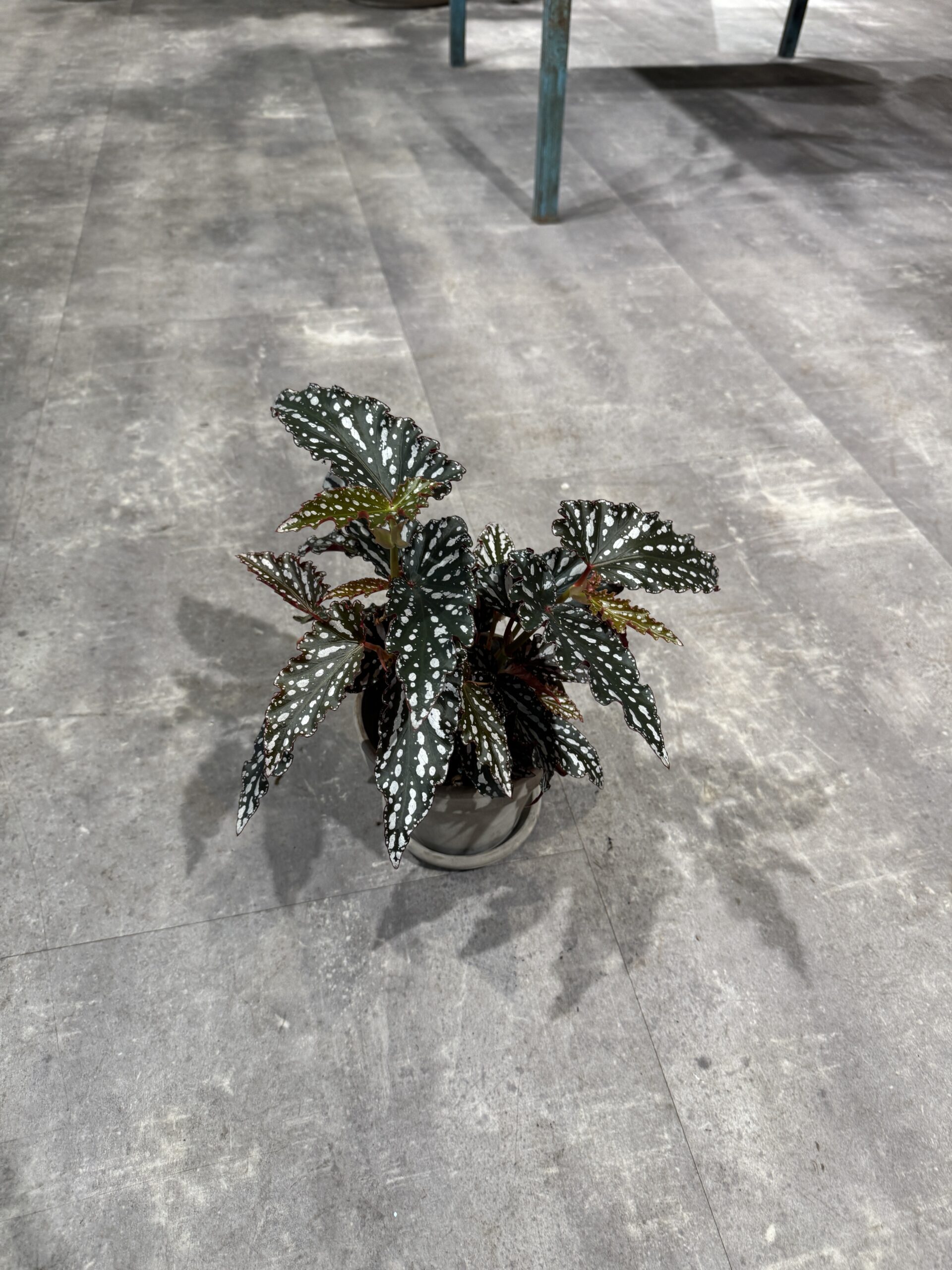 Polka Dot plante - Happyflower-dk