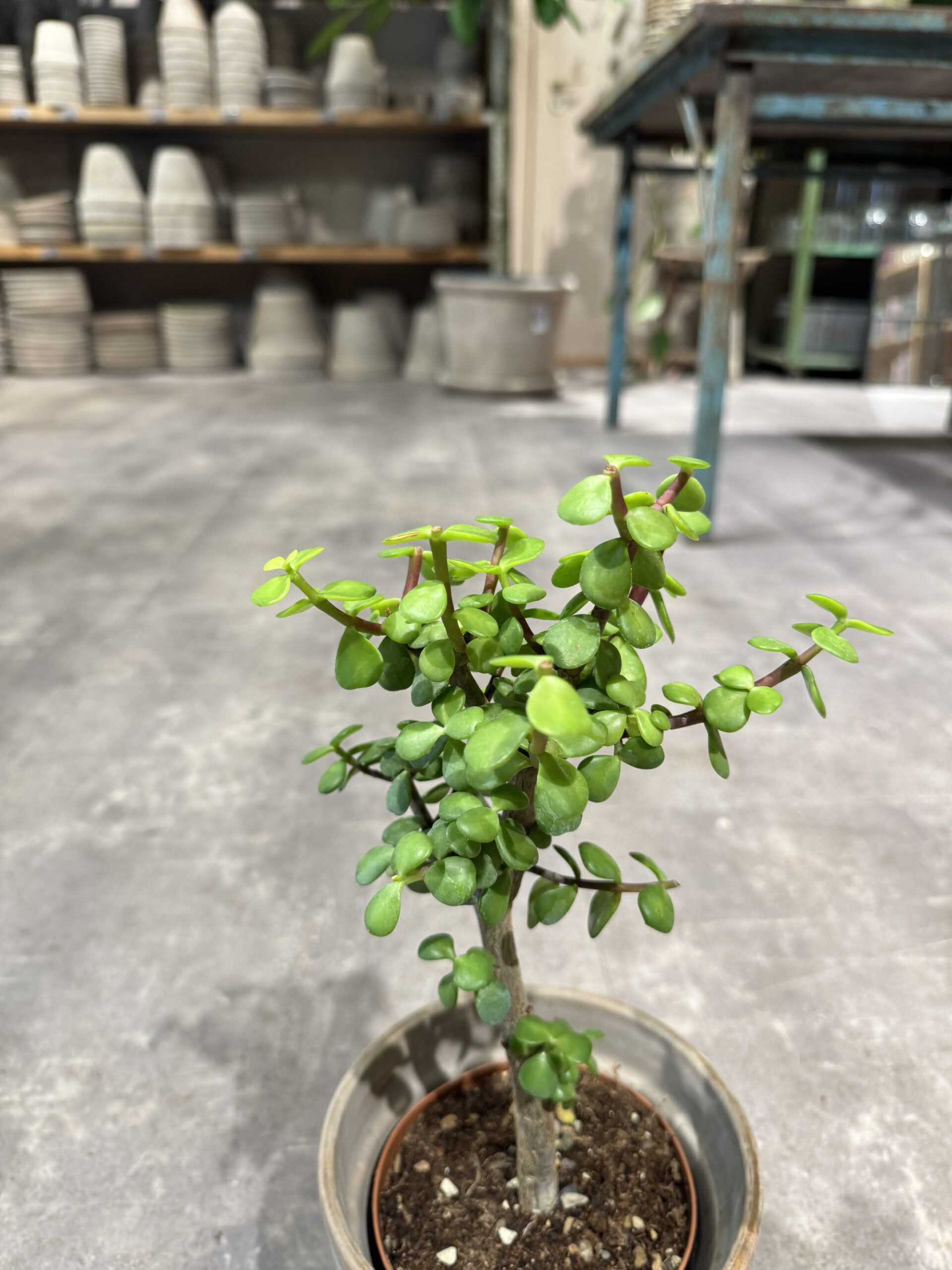 Portulacaria blad - Happyflower-dk