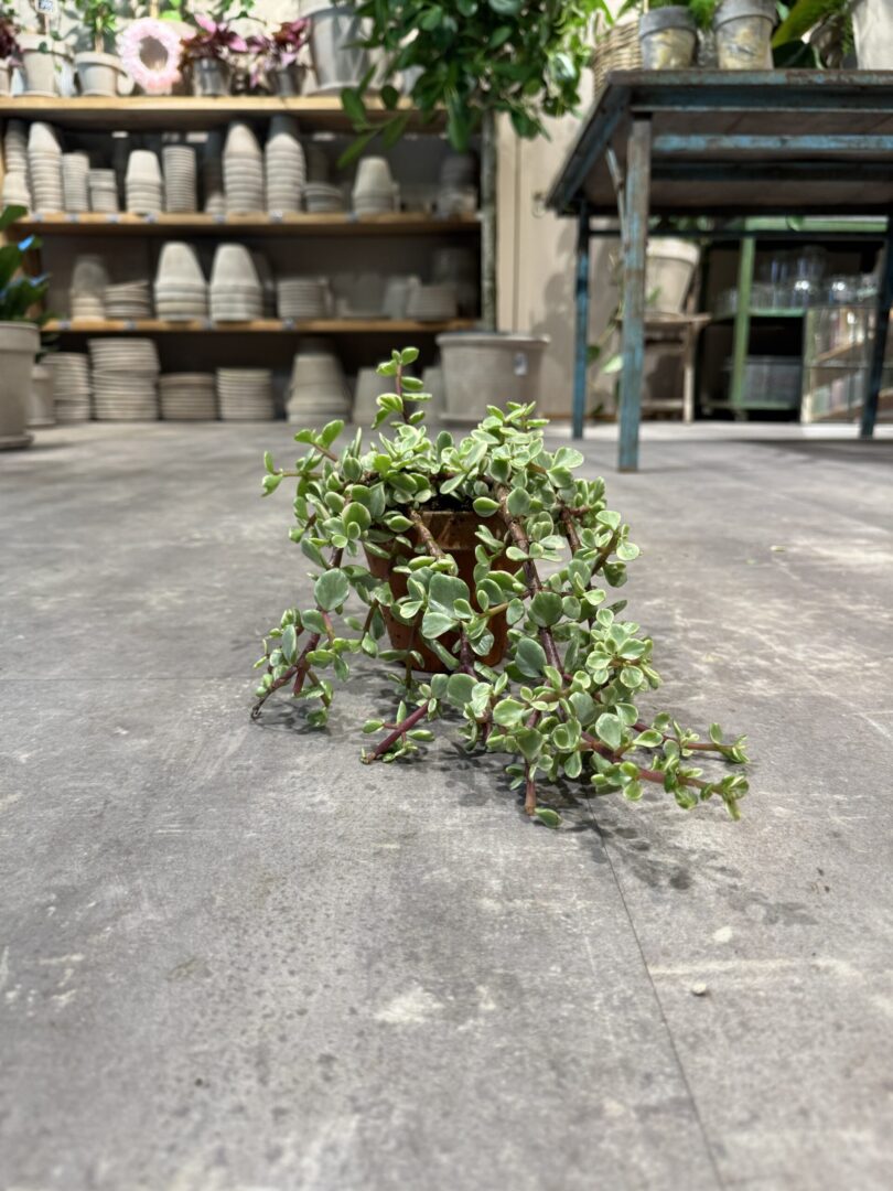 Portulacaria i lerpotte - Happyflower-dk