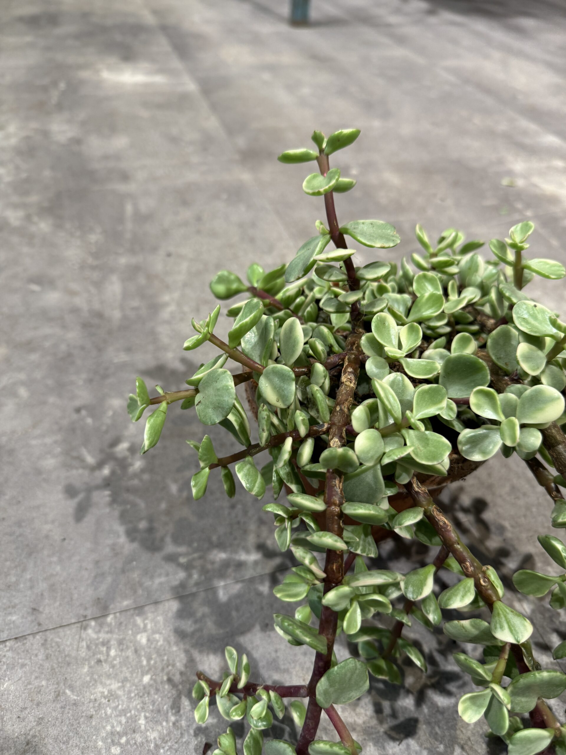 Portulacaria i lerpotte blade - Happyflower-dk