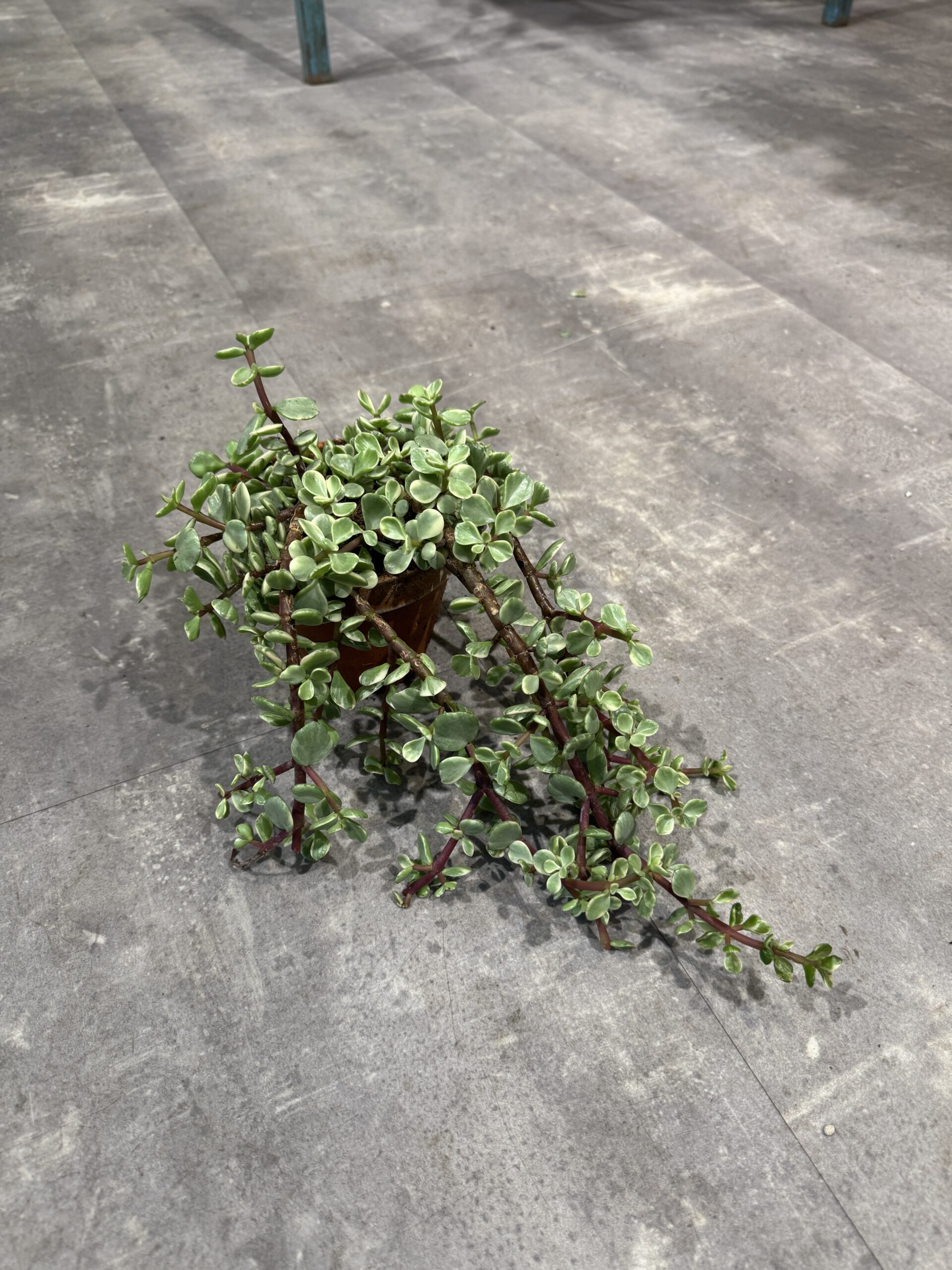 Portulacaria i lerpotte plante - Happyflower-dk