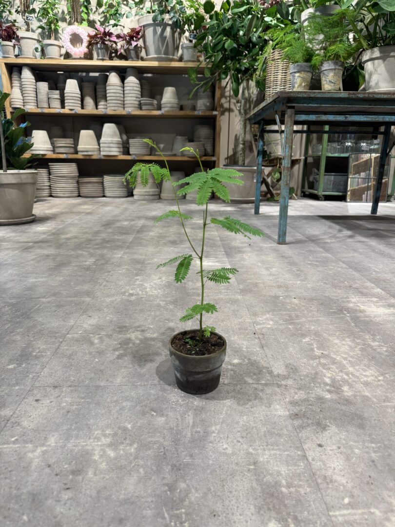 Sovetræ - Happyflower-dk