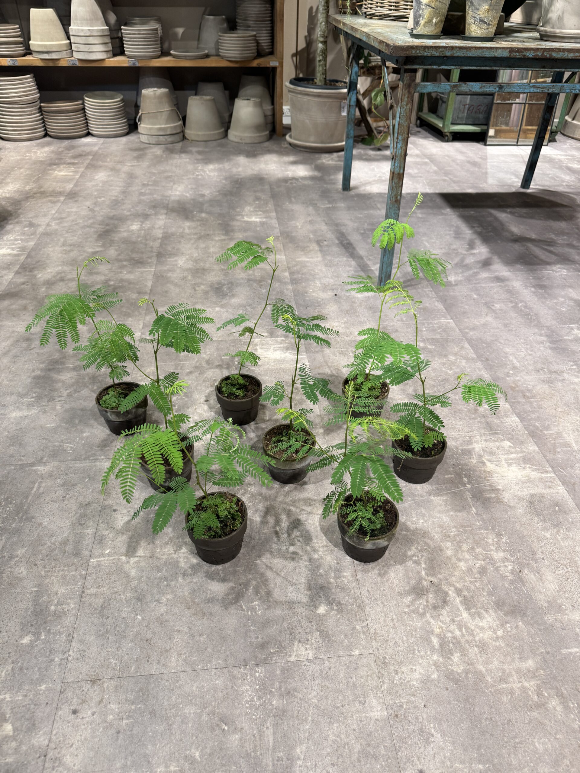 Sovetræ - Køb sovetræ Happyflower-dk