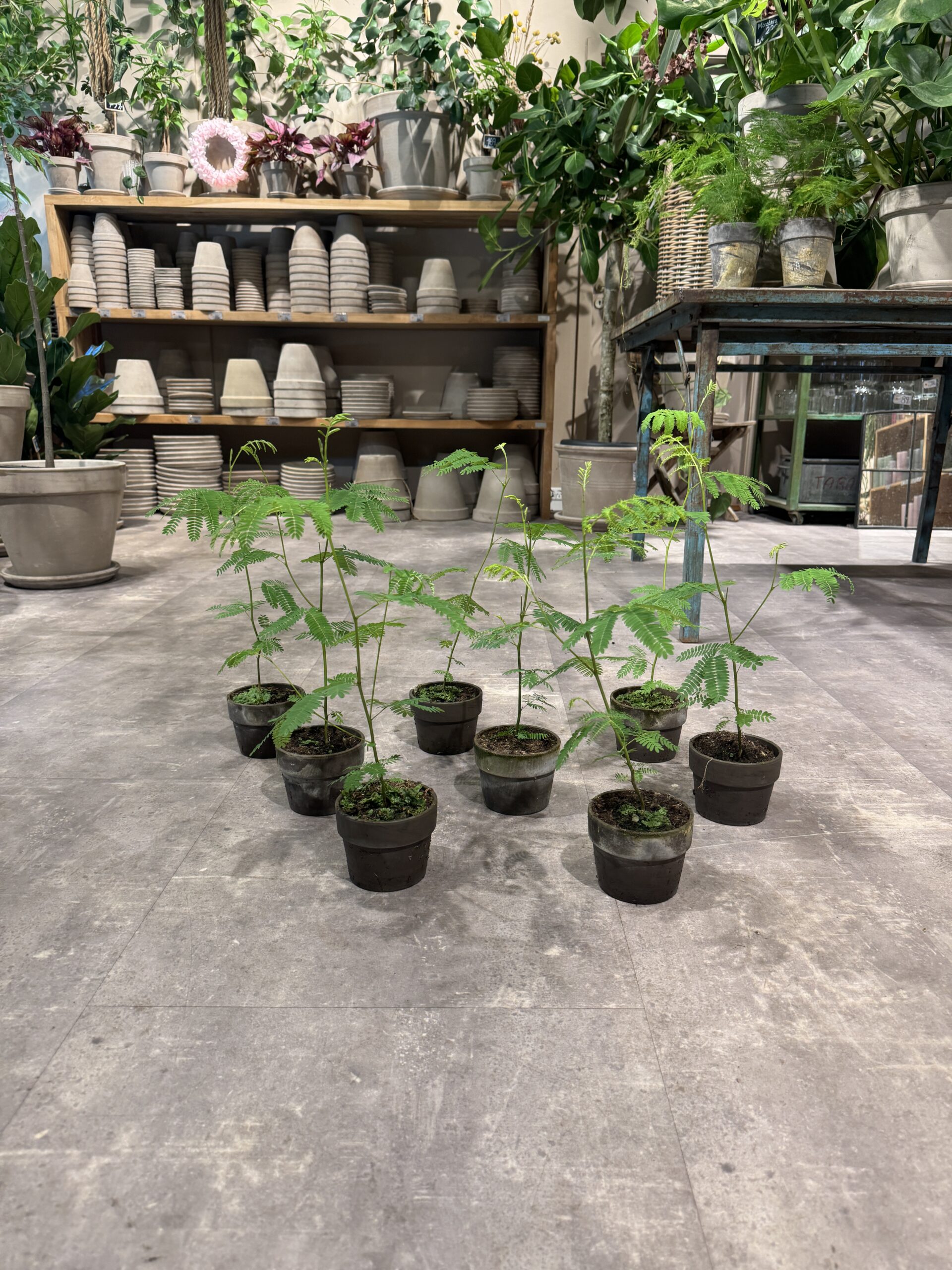 Sovetræ - Køb stueplanter - Happyflower-dk