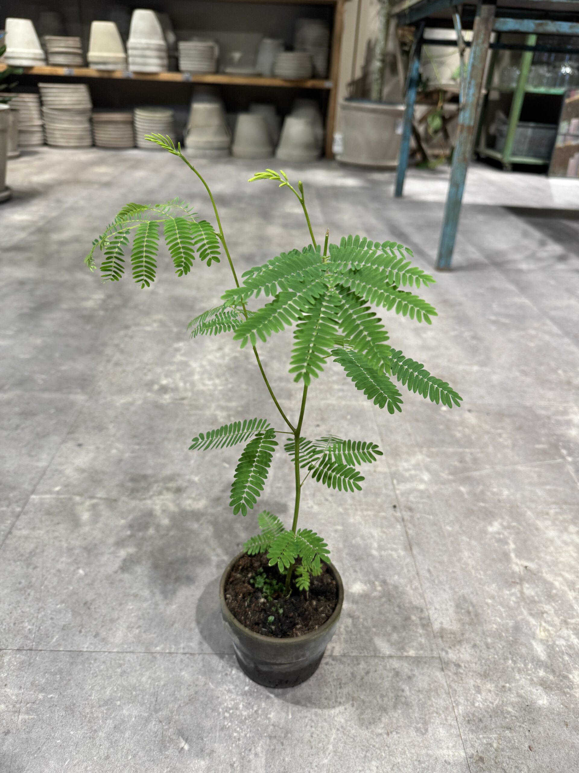 Sovetræ blad - Happyflower-dk