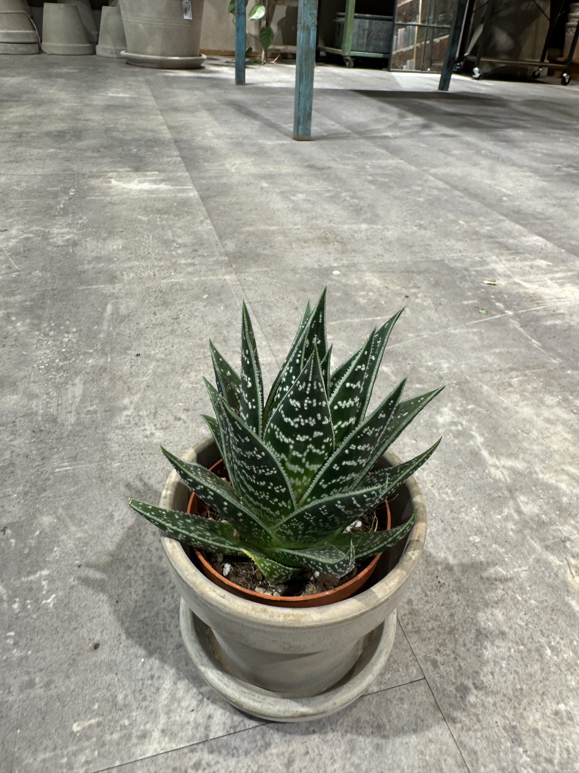 Tiki Aloe blade- Happyflower-dk