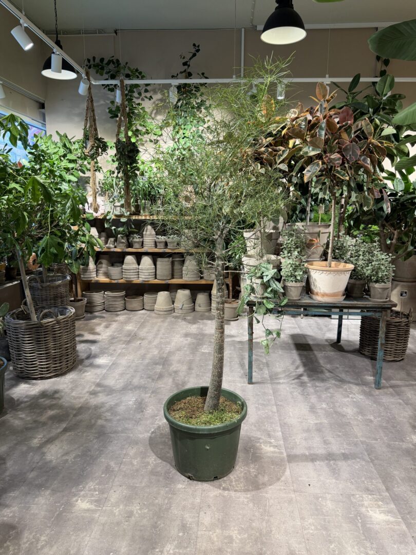 Kærlighedstræ 230 cm. (Stjerneblad) - Australsk kærlighedstræ - Happyflower-dk