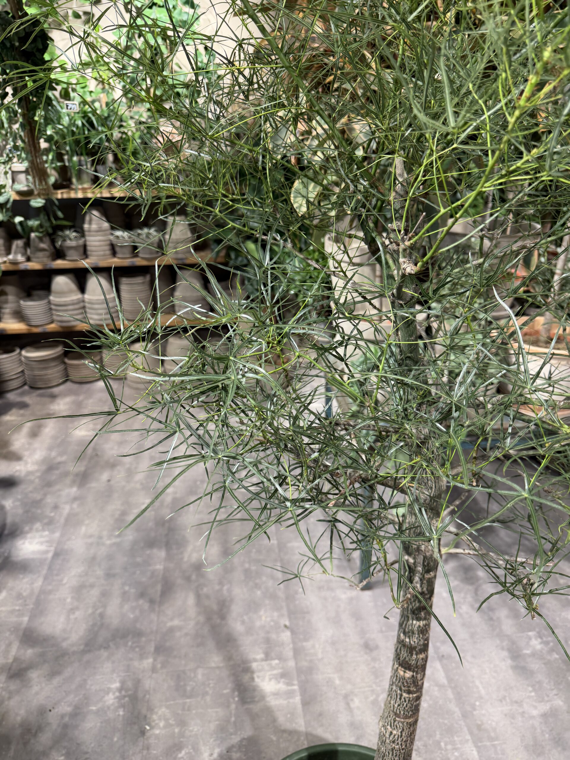 Kærlighedstræ 230 cm. (Stjerneblad) blade - Australsk kærlighedstræ - Happyflower-dk