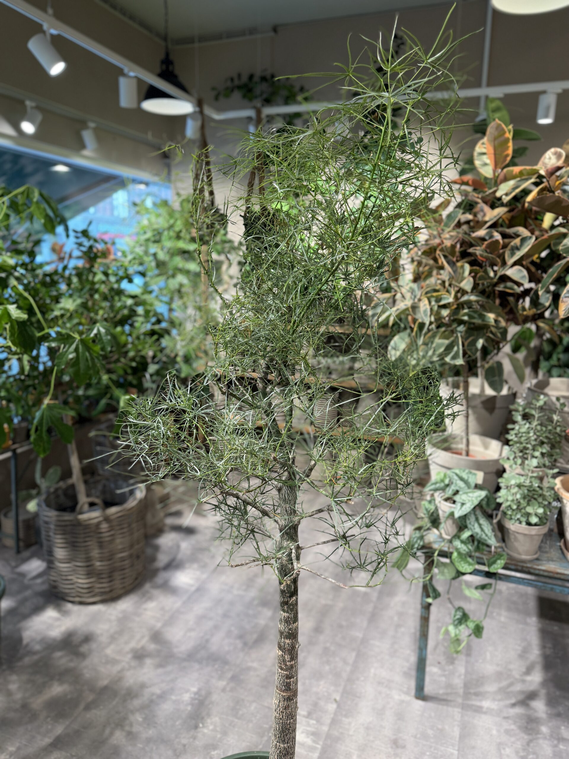 Kærlighedstræ 230 cm. (Stjerneblad) krone - Australsk kærlighedstræ - Happyflower-dk